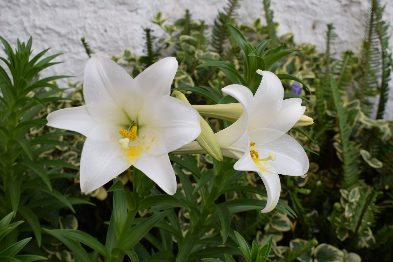 Nikon D5300 sample photo. Flowers, plants, white flower photography