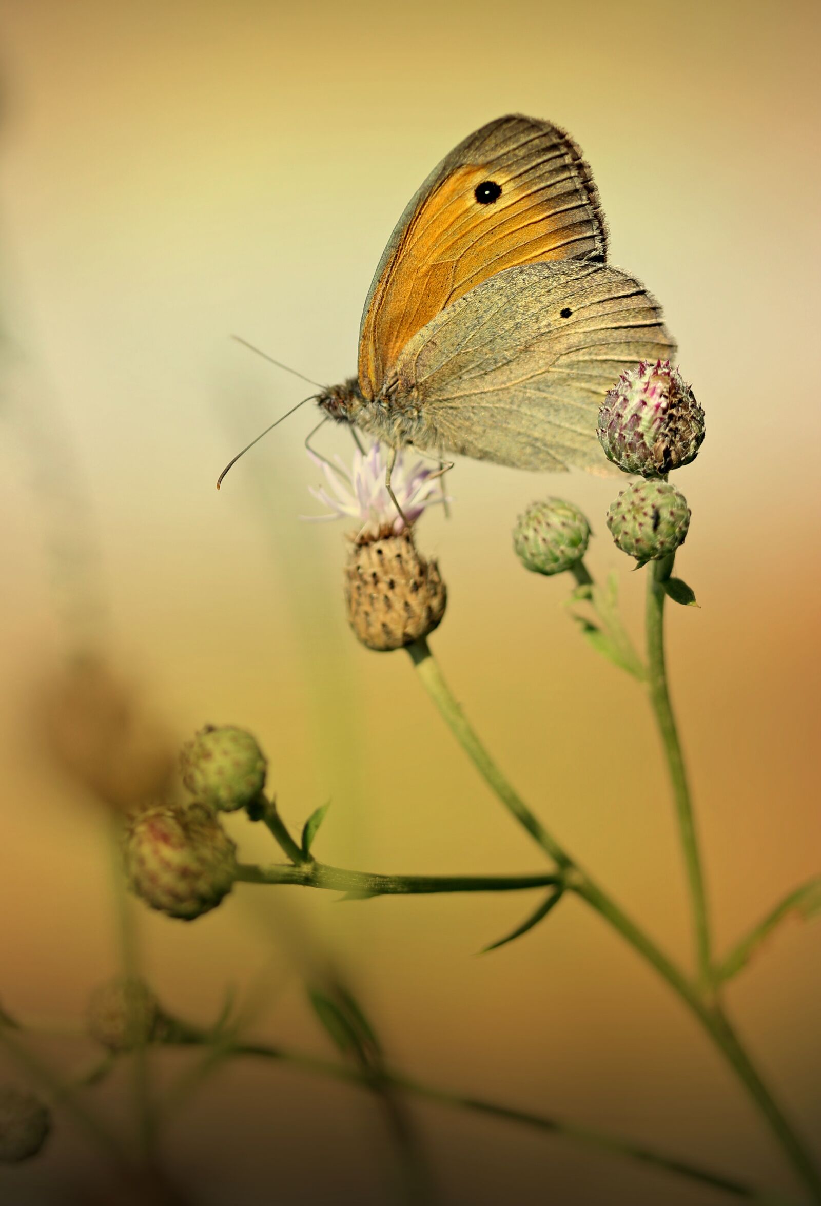 Canon EF-S 60mm F2.8 Macro USM sample photo. Butterfly, brown, wings photography