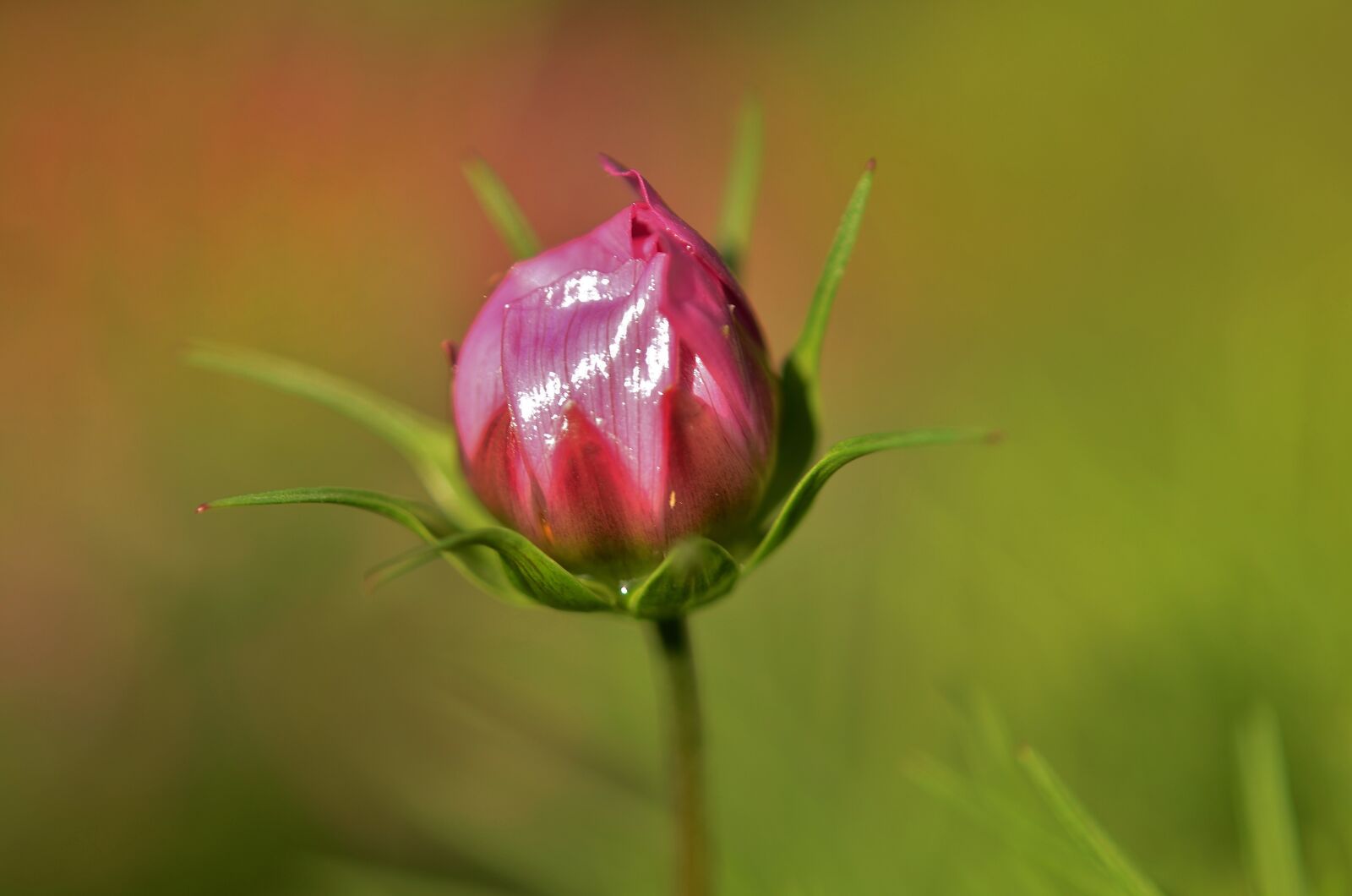 Nikon D7000 sample photo. Flower, natur, spring photography