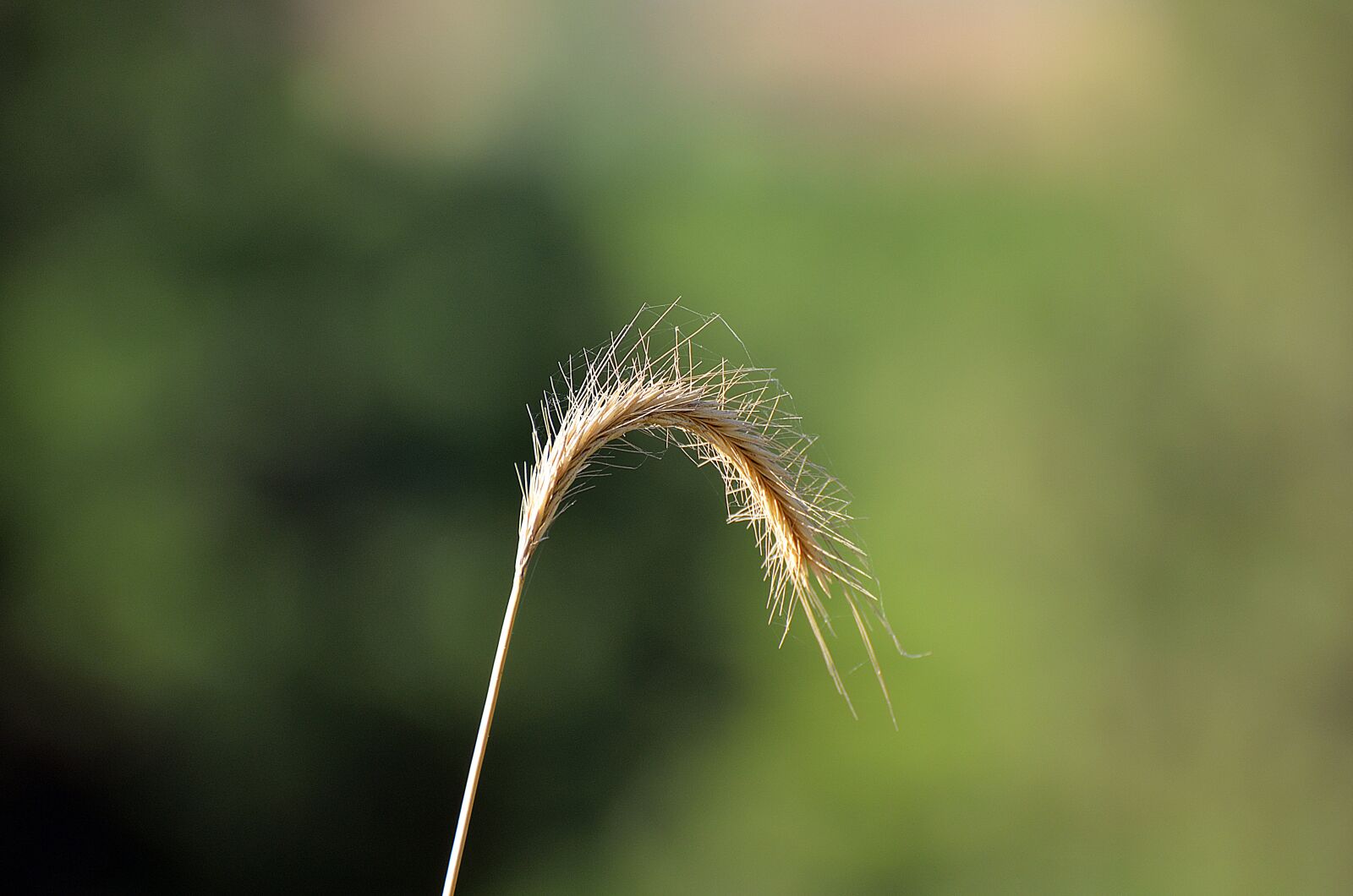 Nikon D7000 sample photo. Nature, outdoors, summer photography