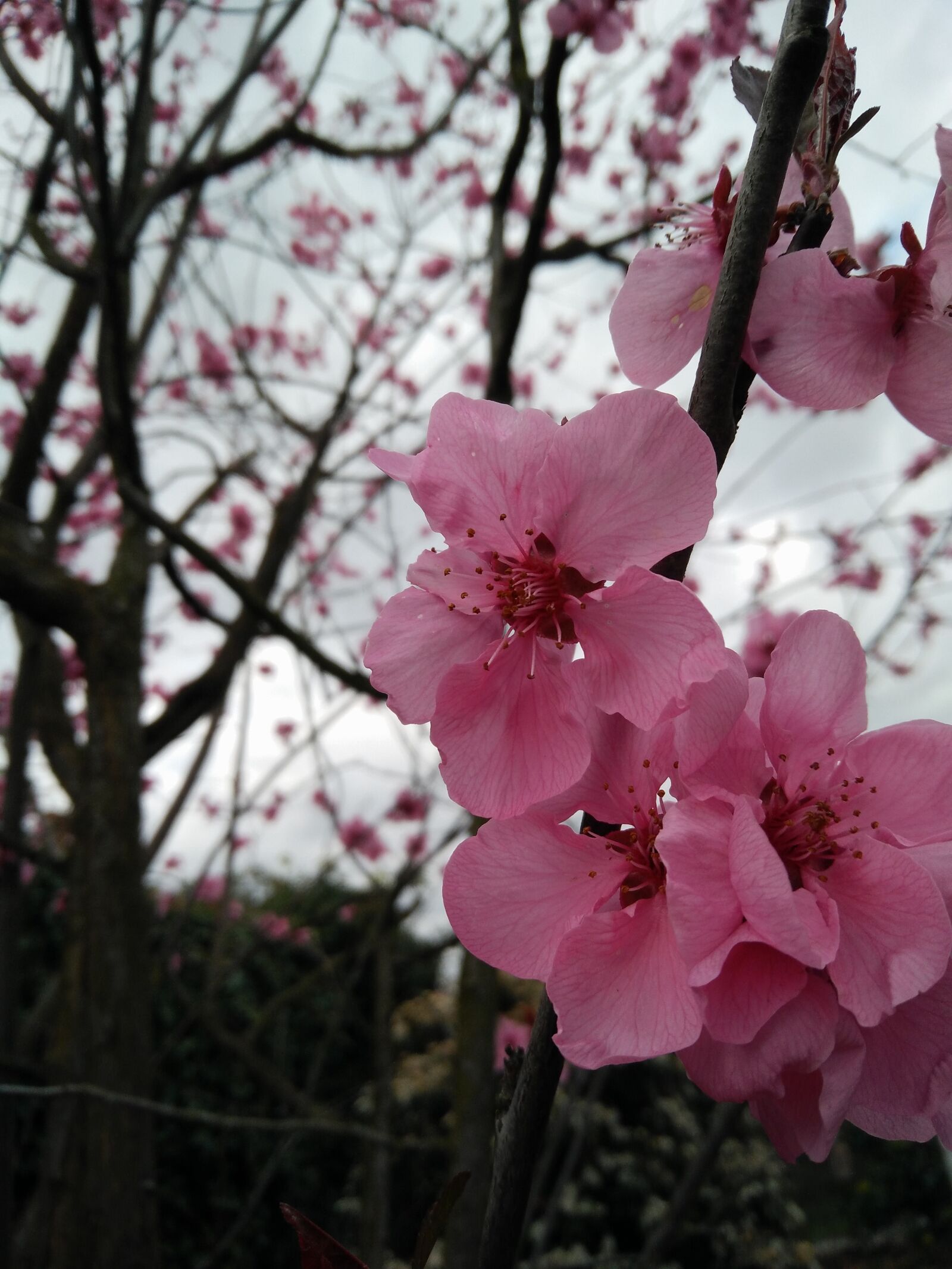 OnePlus ONE E1003 sample photo. Flower, branch, tree photography