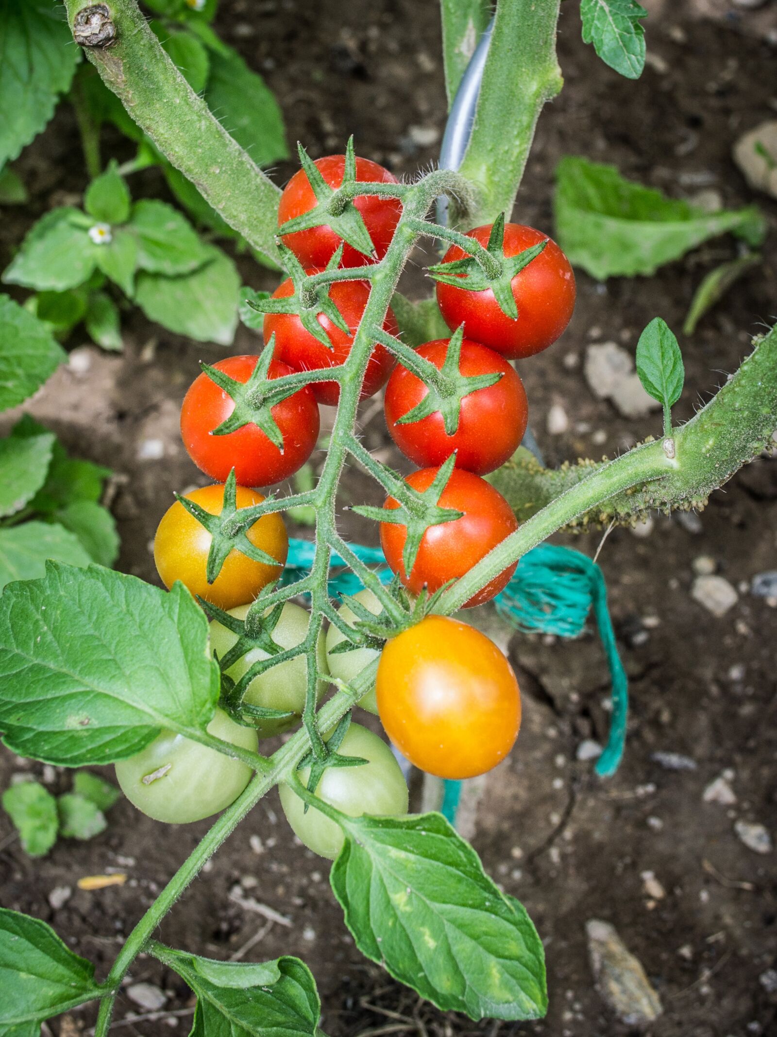 Nikon D3100 sample photo. Garden, tomato, colors photography