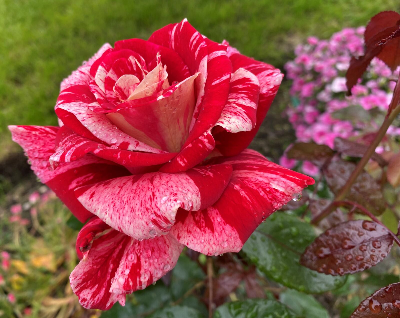 Apple iPhone 11 sample photo. Rose, pink, red photography
