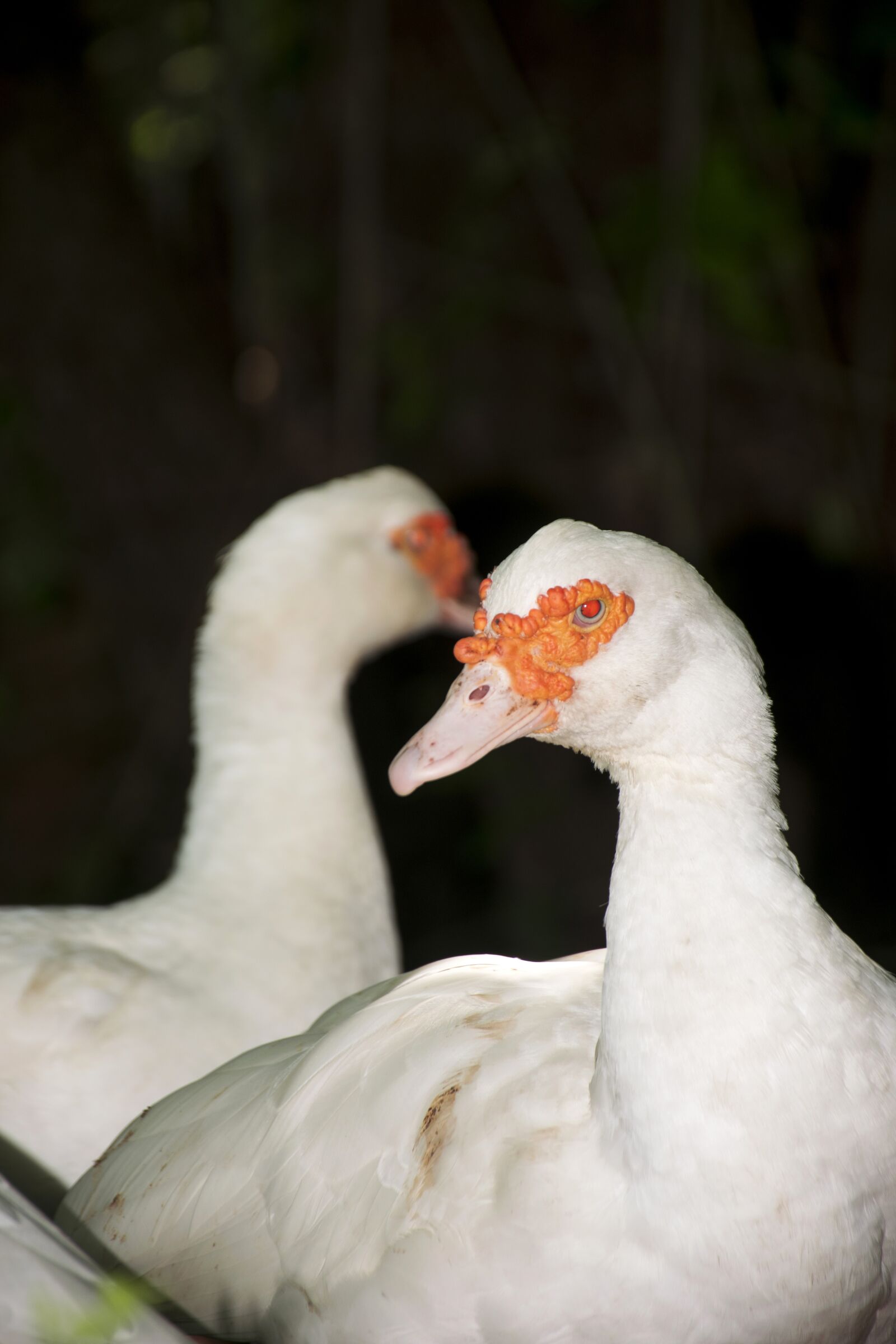Nikon D5300 sample photo. Duck, white, goose photography