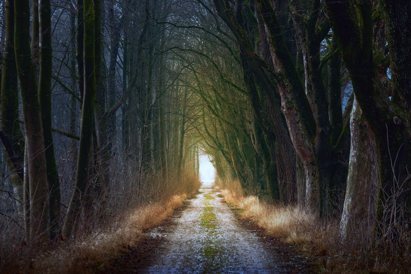 Sony a7 + Sony DT 50mm F1.8 SAM sample photo. Tree, nature, forest photography