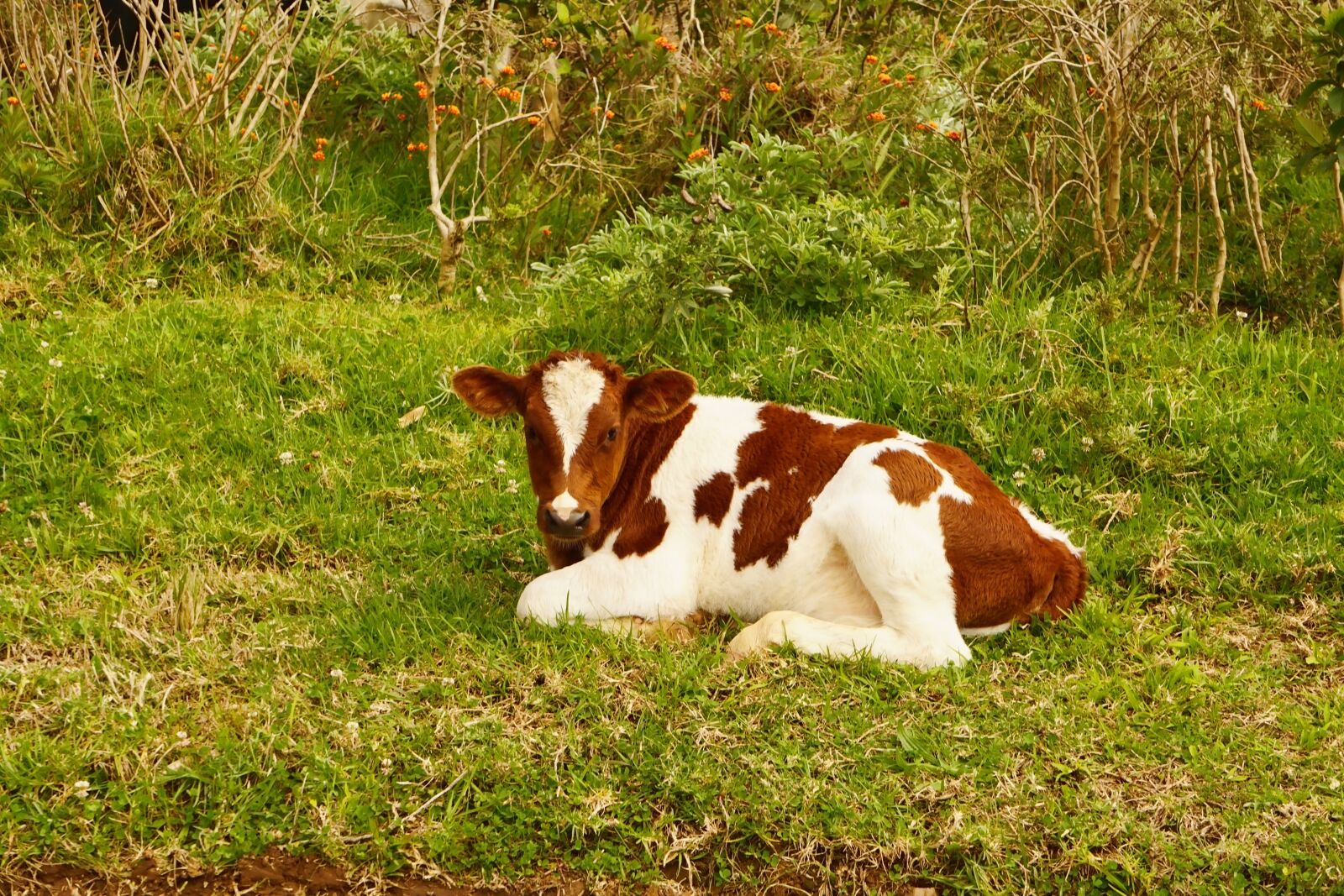 Sony a6000 sample photo. Cow, small, calf photography