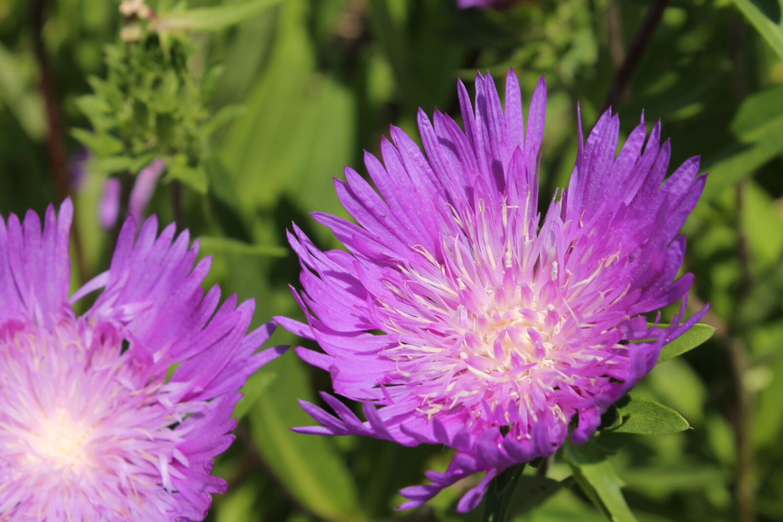Canon EOS 1100D (EOS Rebel T3 / EOS Kiss X50) sample photo. Beautiful, beautiful, flowers, beauty photography