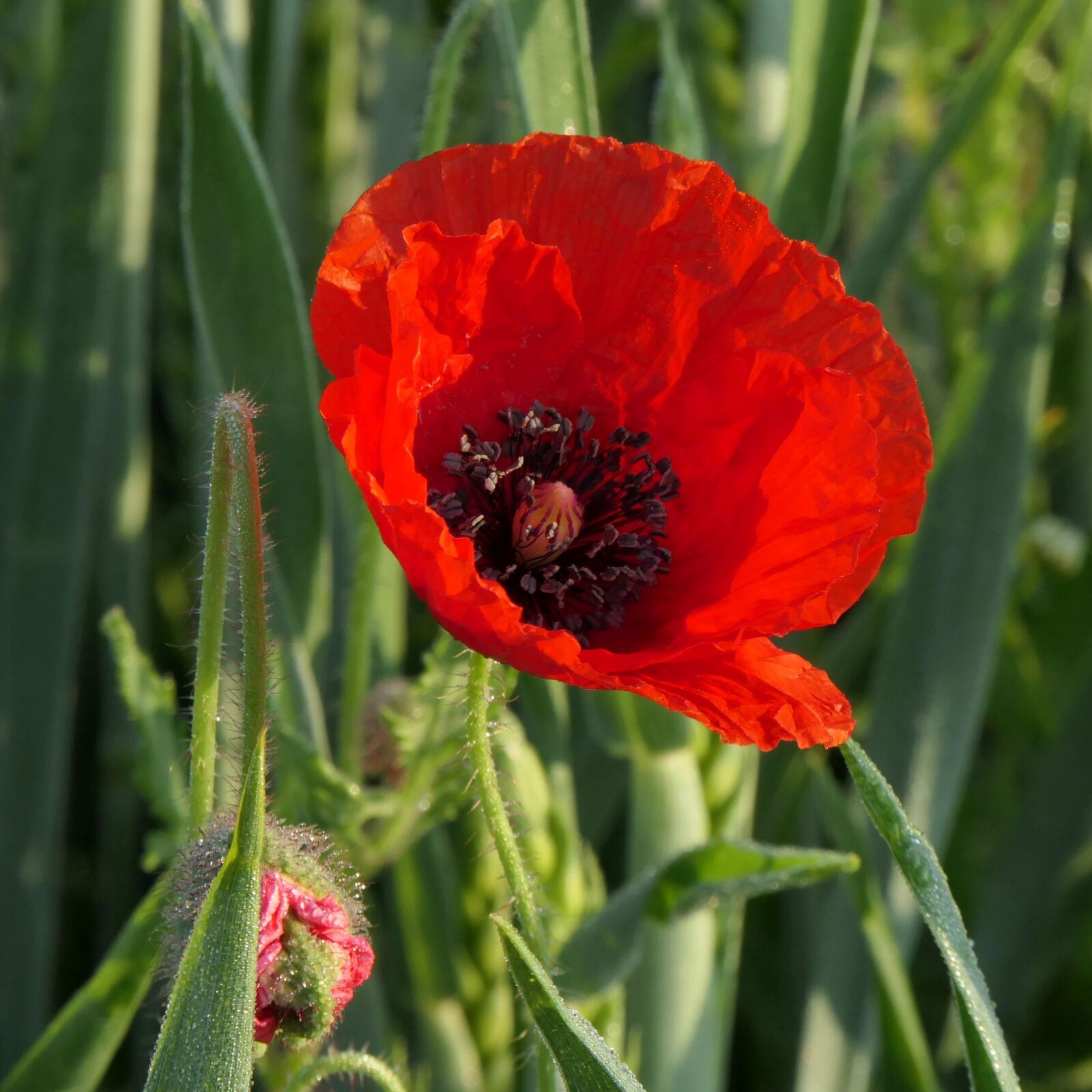 Panasonic Lumix DMC-FZ2500 (Lumix DMC-FZ2000) sample photo. Poppy, red poppy, blossom photography