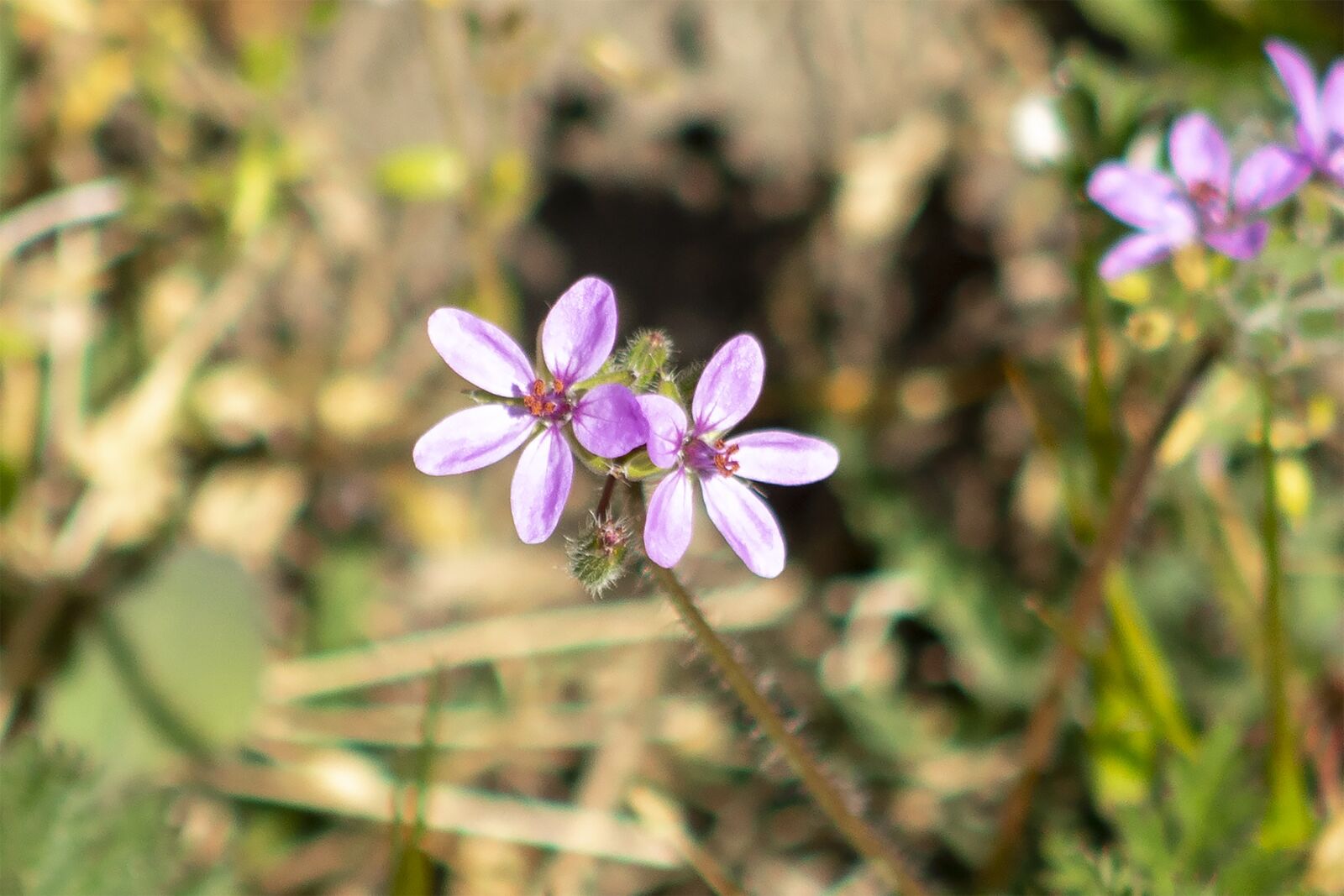 Canon EF75-300mm f/4-5.6 sample photo. Flower, meadow, field photography