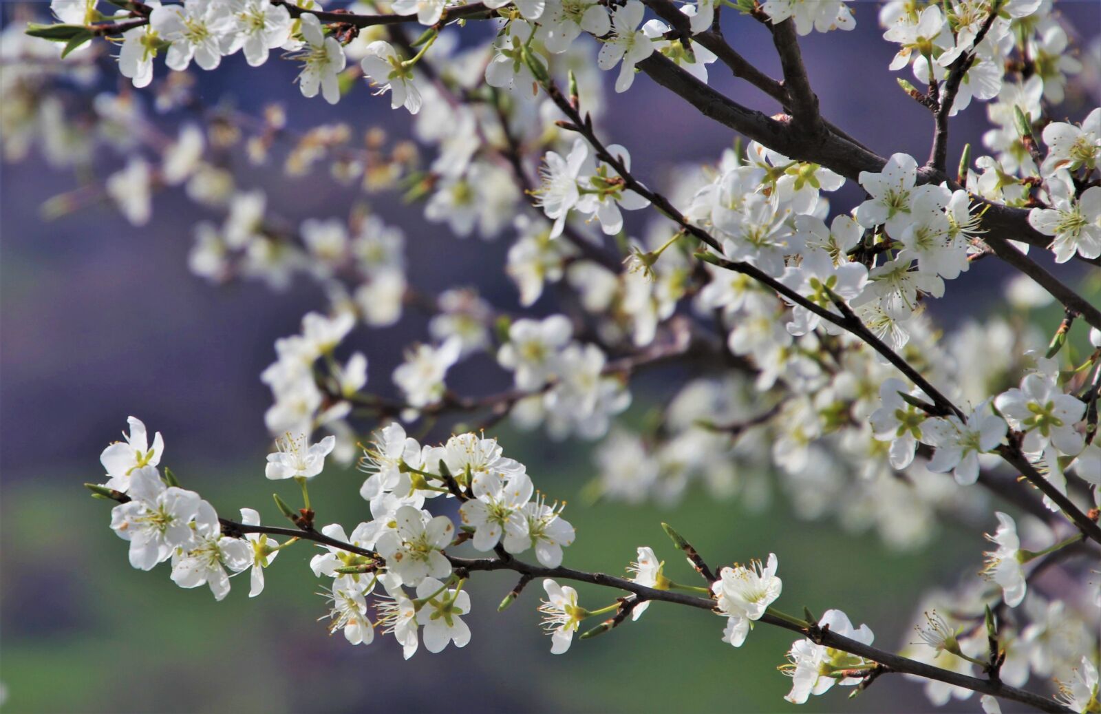 Canon EOS 80D sample photo. Spring, twigs, flourishing photography