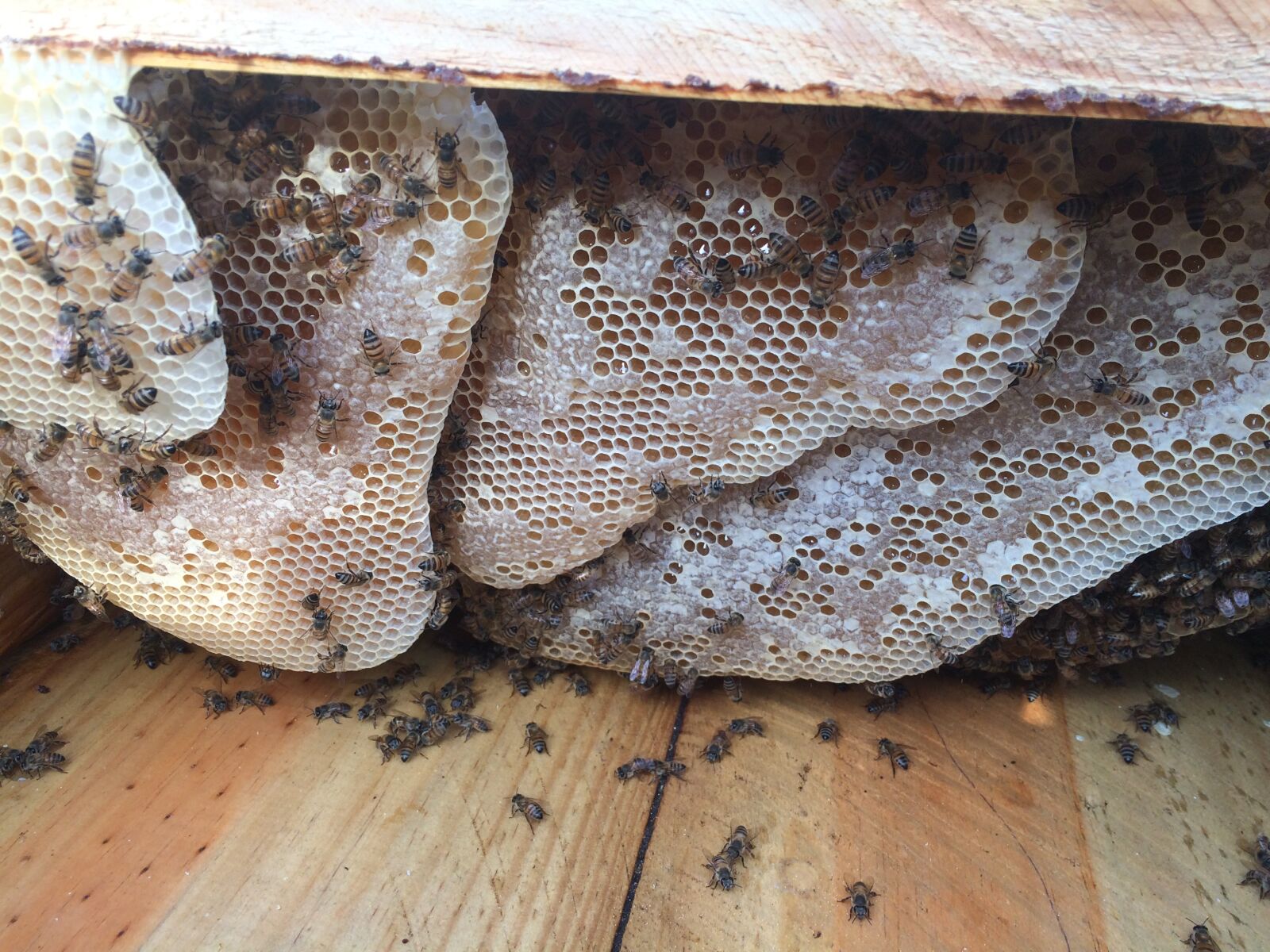 iPhone 5s back camera 4.15mm f/2.2 sample photo. Honey combs, build up photography