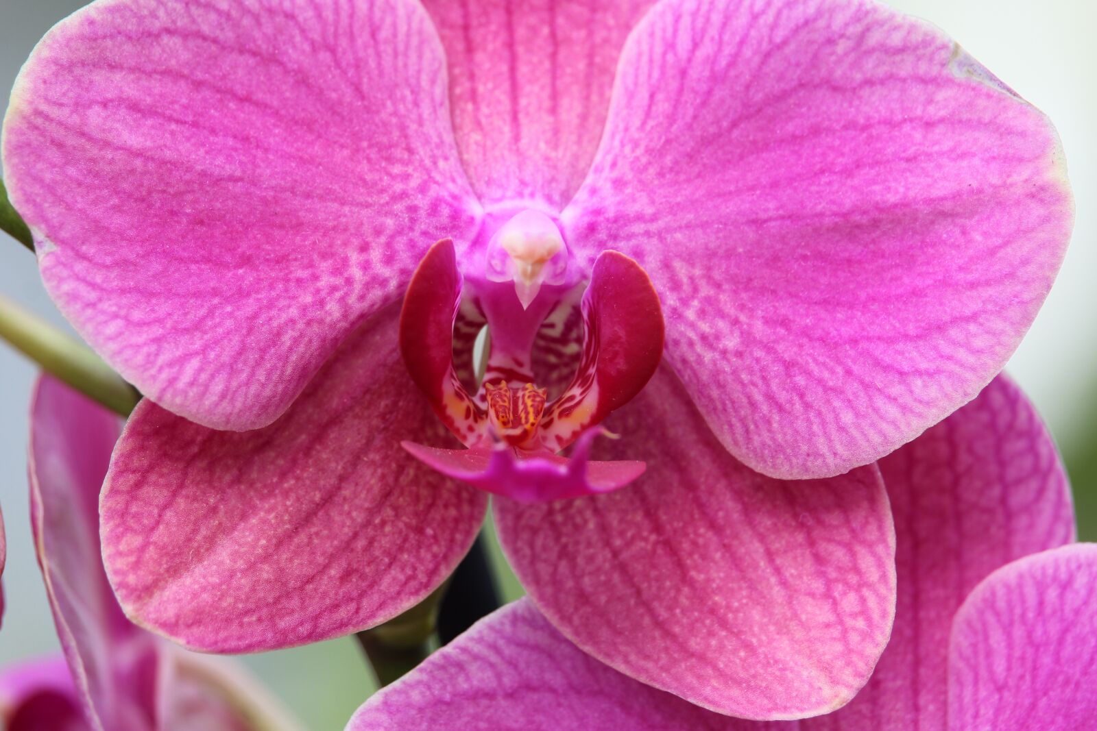 Canon EOS 1200D (EOS Rebel T5 / EOS Kiss X70 / EOS Hi) sample photo. Orchid, pink, blossom photography