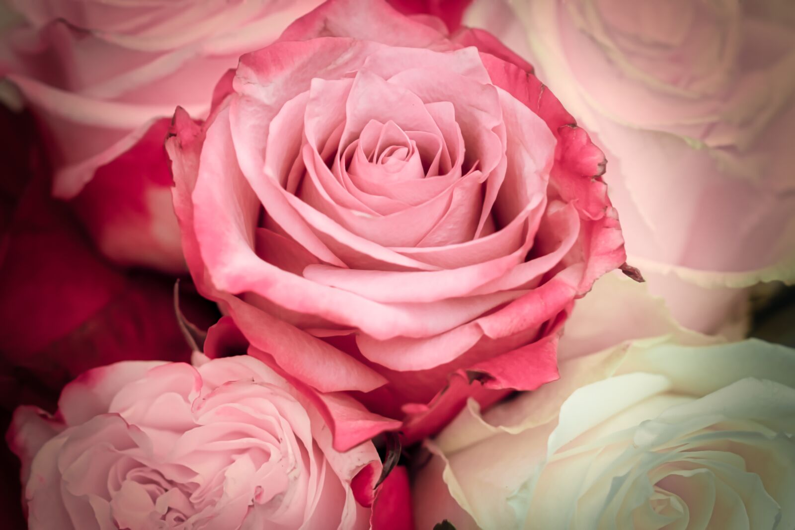 Canon EOS 200D (EOS Rebel SL2 / EOS Kiss X9) sample photo. Roses, romance, pink photography