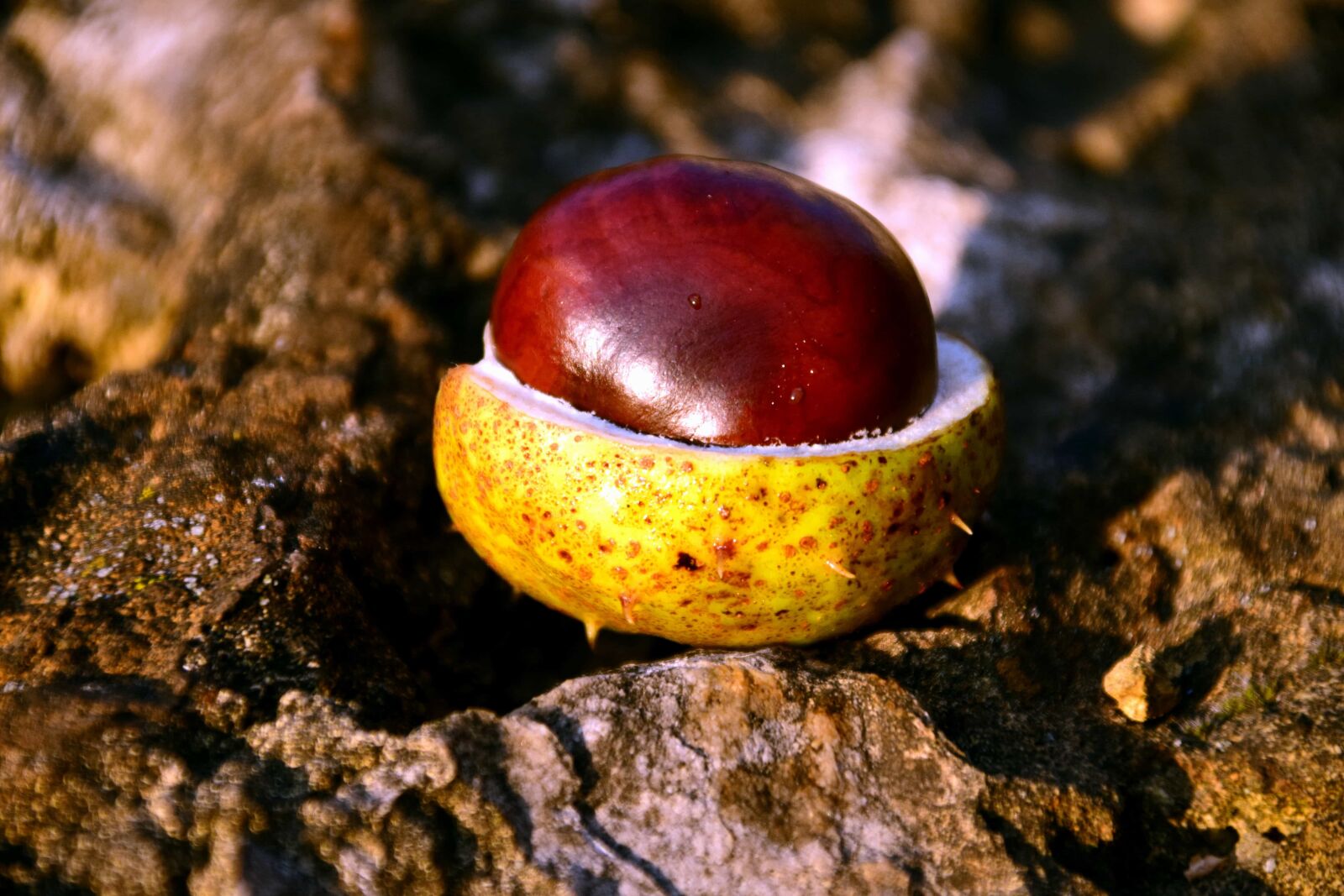 Nikon D3300 sample photo. Autumn, nature, seed, flora photography