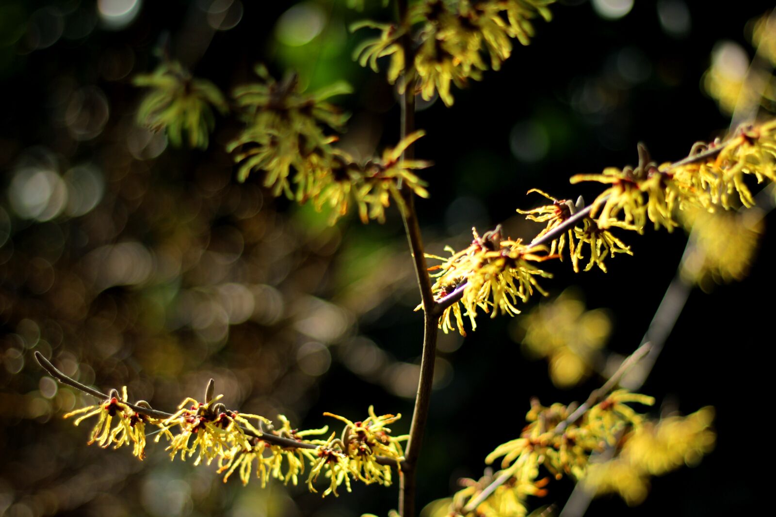 Canon EF 50mm F1.8 STM sample photo. Hamamelis, witch hazel, yellow photography