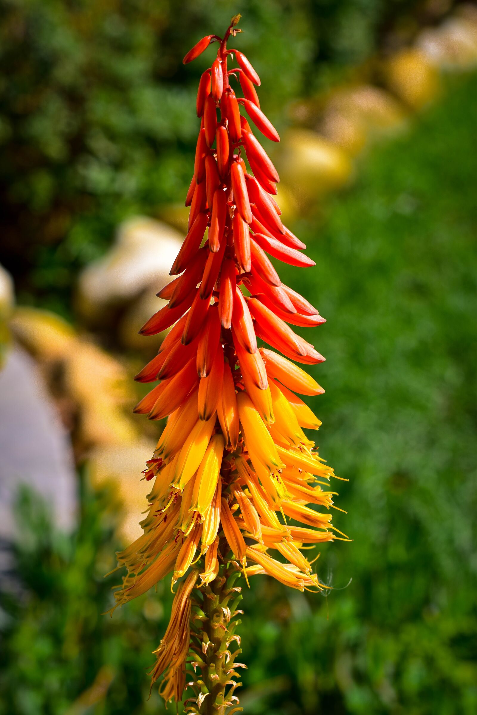 Nikon D5500 sample photo. Aloe, flower, garden photography