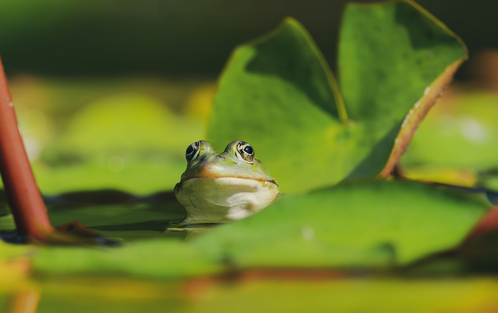 Fujifilm XF 55-200mm F3.5-4.8 R LM OIS sample photo. Frog, water frog, amphibian photography