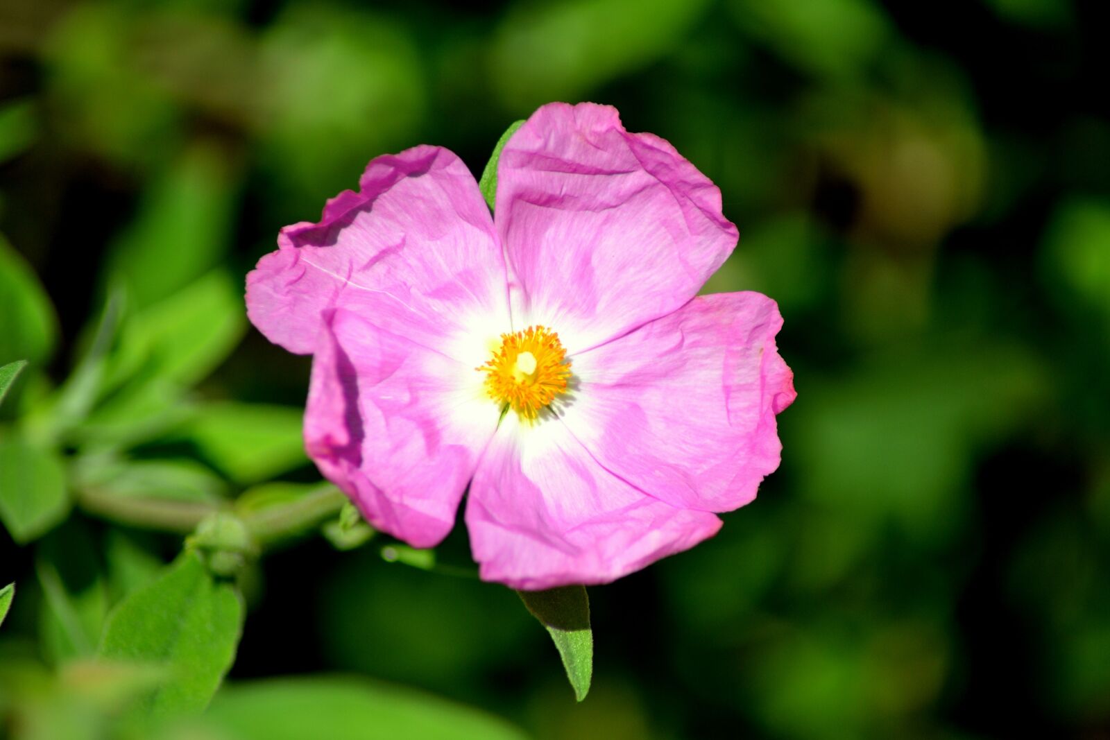 Nikon D3100 sample photo. Cistus, flower, pink photography