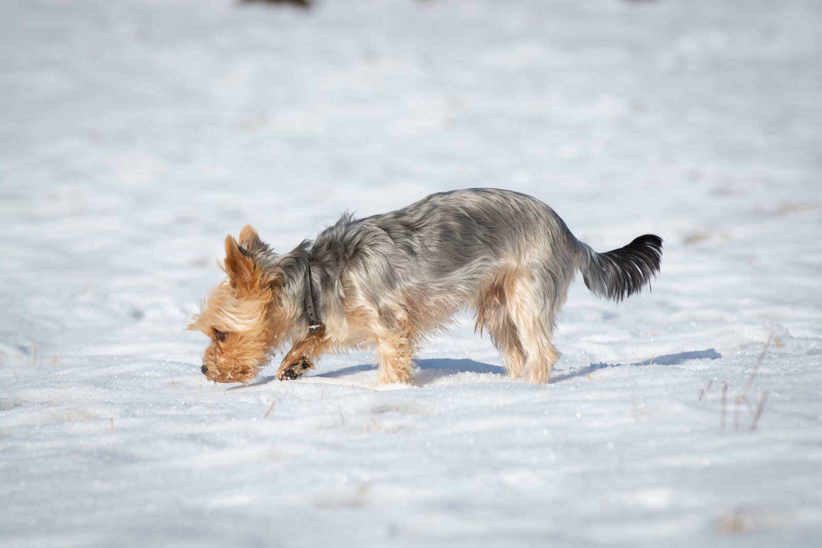 Nikon D7100 sample photo. Dog, winter, snow photography