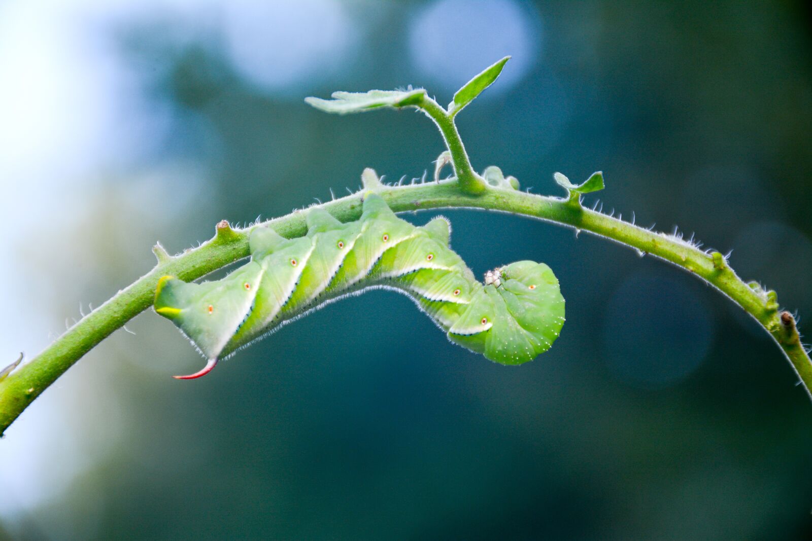Nikon D7100 sample photo. Caterpillar, tomato, hornworm photography