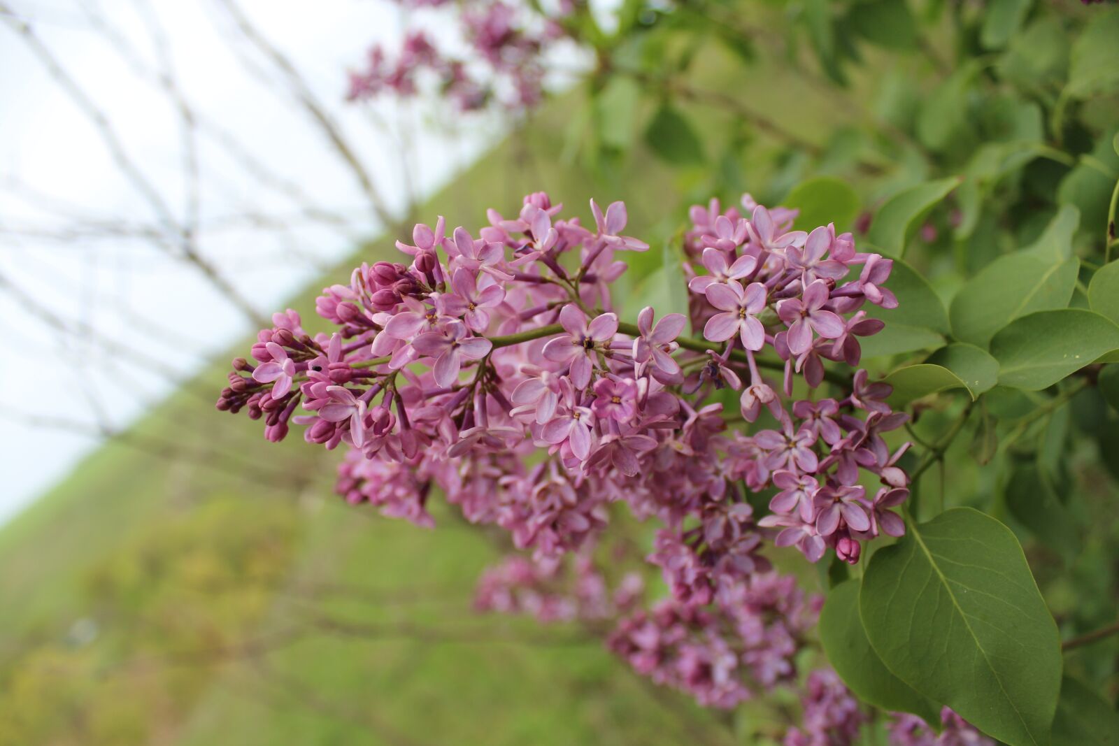 Canon EOS 600D (Rebel EOS T3i / EOS Kiss X5) sample photo. Nature, lilac photography