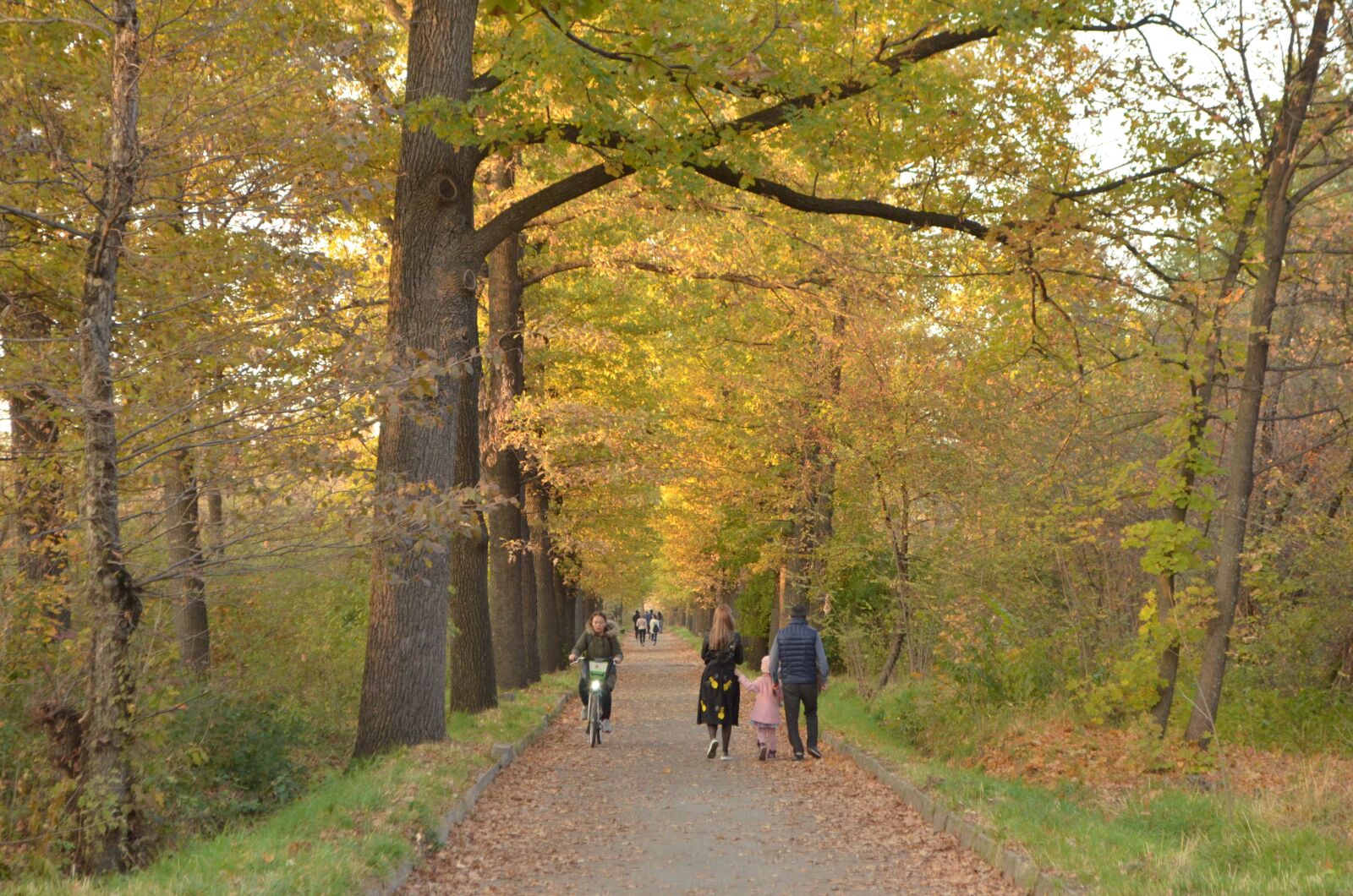 Nikon D5100 sample photo. Autumn, leaves, in the photography