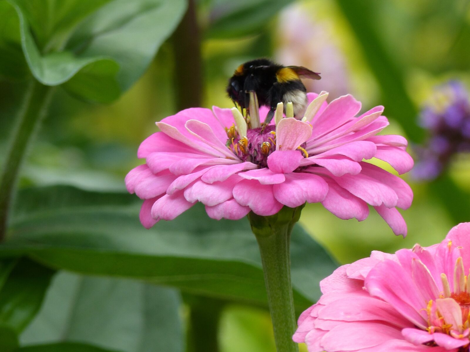 Panasonic Lumix DMC-FZ200 sample photo. Zinnia, pink, bee photography