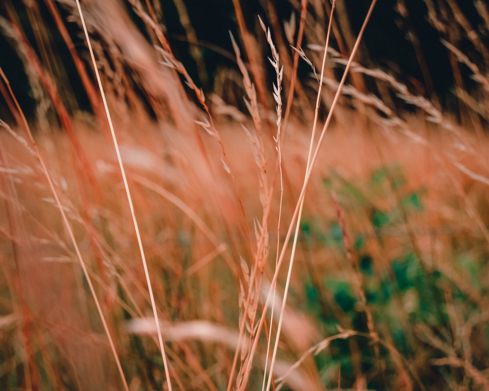 Nikon D5100 sample photo. Field, meadow, summer photography