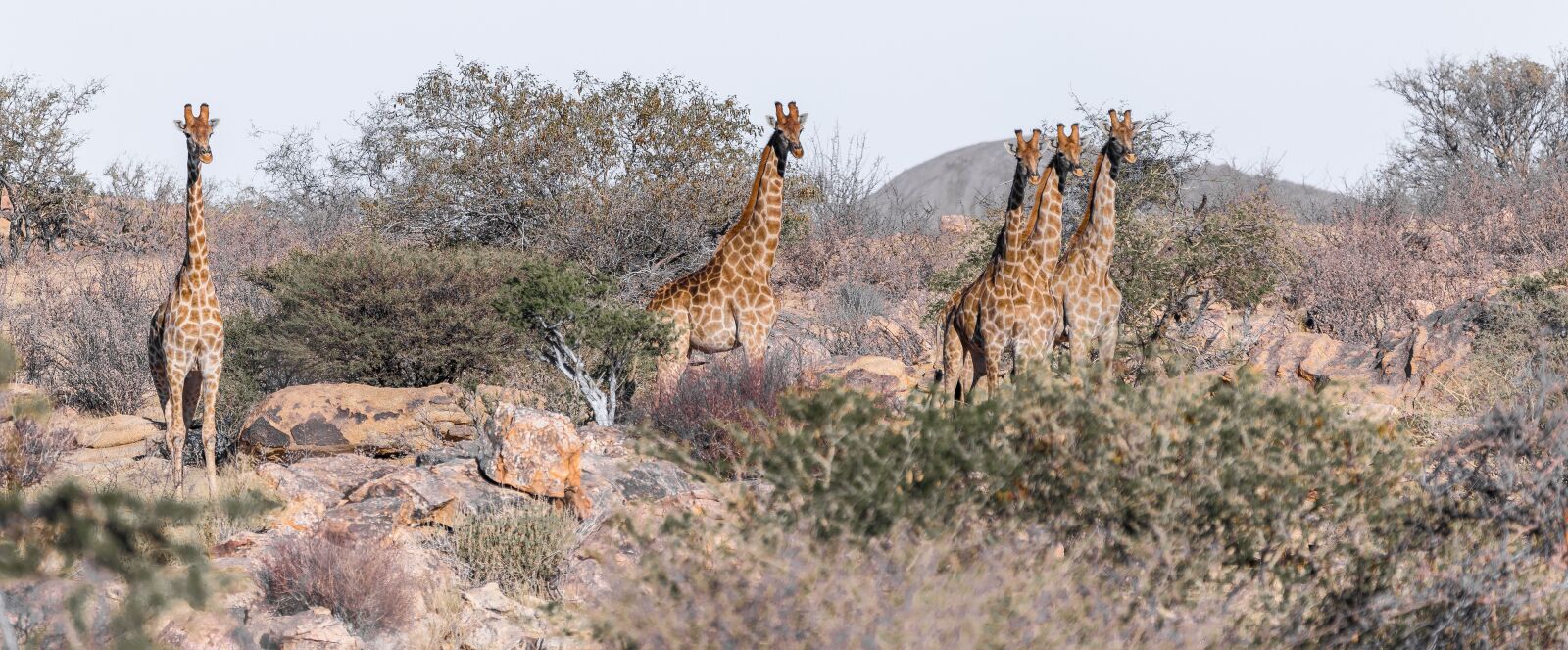 150-600mm F5-6.3 DG OS HSM | Contemporary 015 sample photo. Giraffe, namibia, africa photography