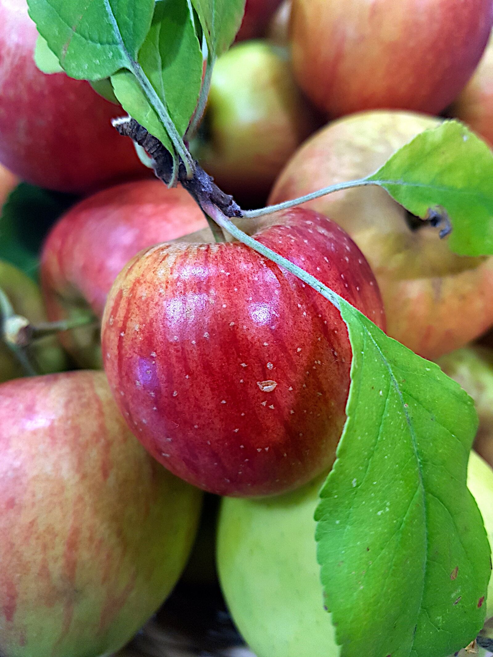 Samsung SM-G930F sample photo. Apple, fruit, harvest photography