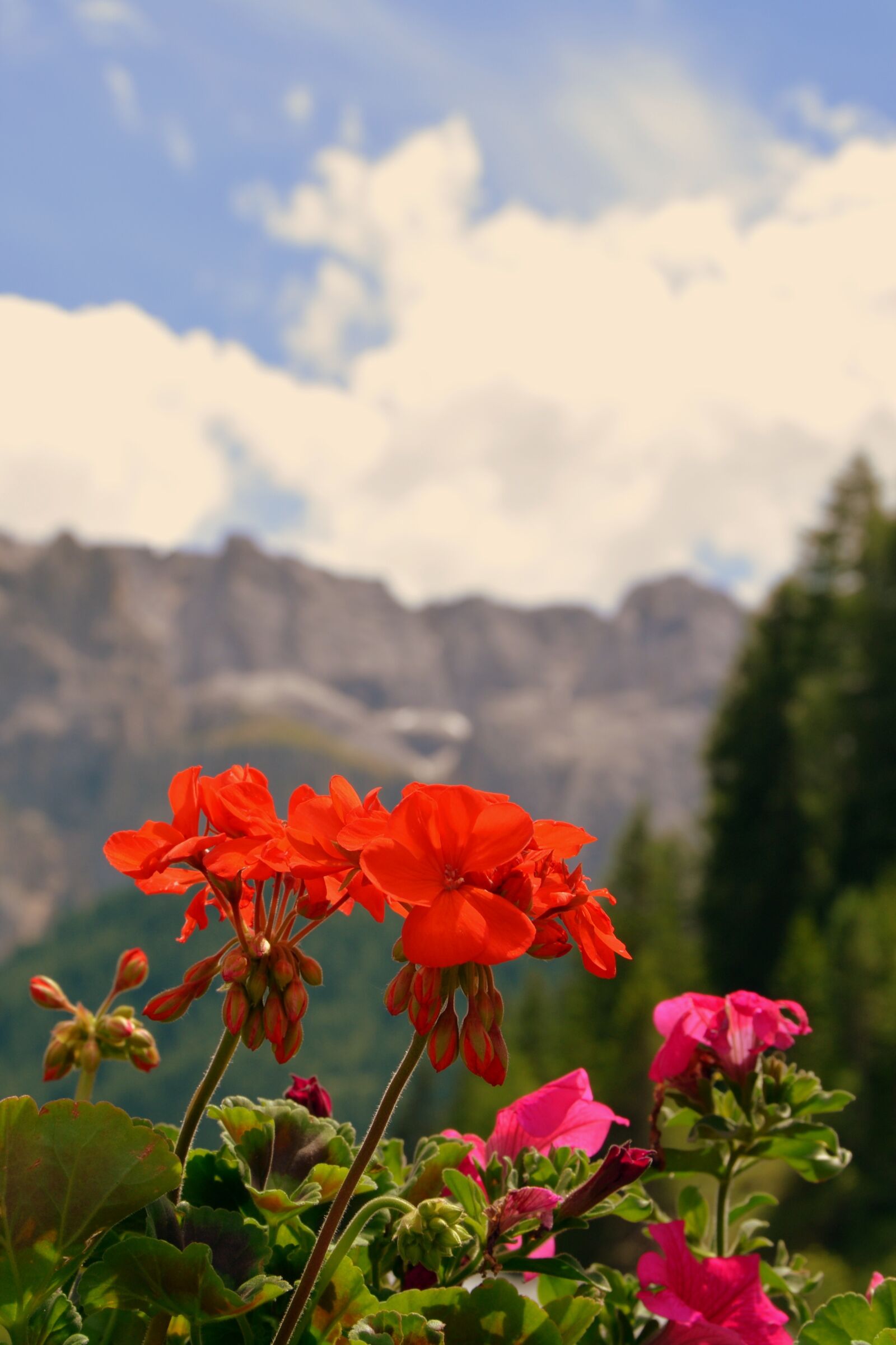 Nikon D7100 sample photo. Flower, red, dolomites photography