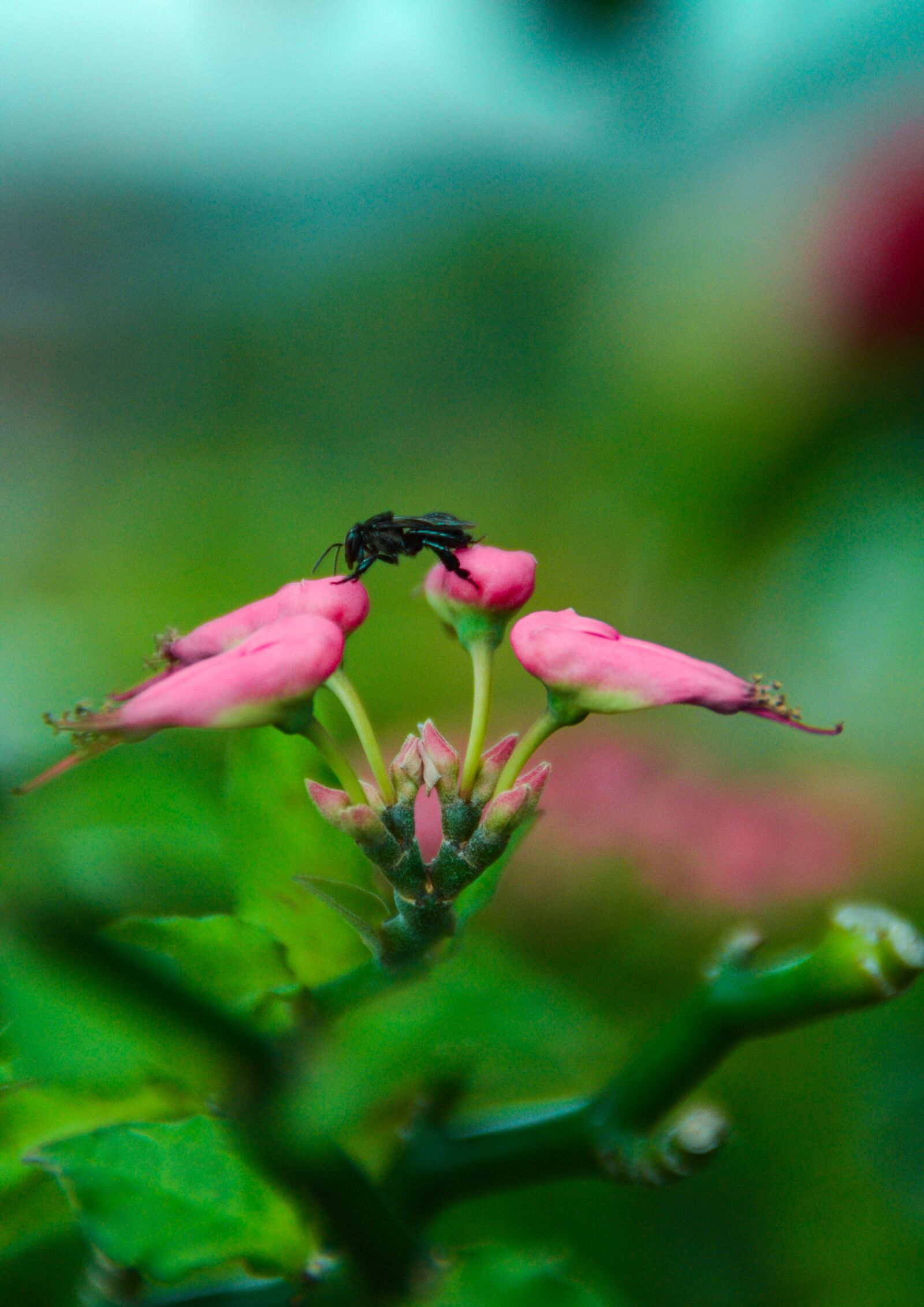 Nikon D5100 sample photo. Flower, insect, nature photography