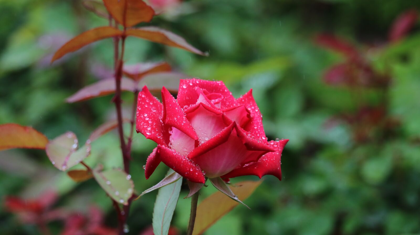 Canon EOS 750D (EOS Rebel T6i / EOS Kiss X8i) + Canon EF-S 55-250mm F4-5.6 IS STM sample photo. Rose, rose park, flowers photography