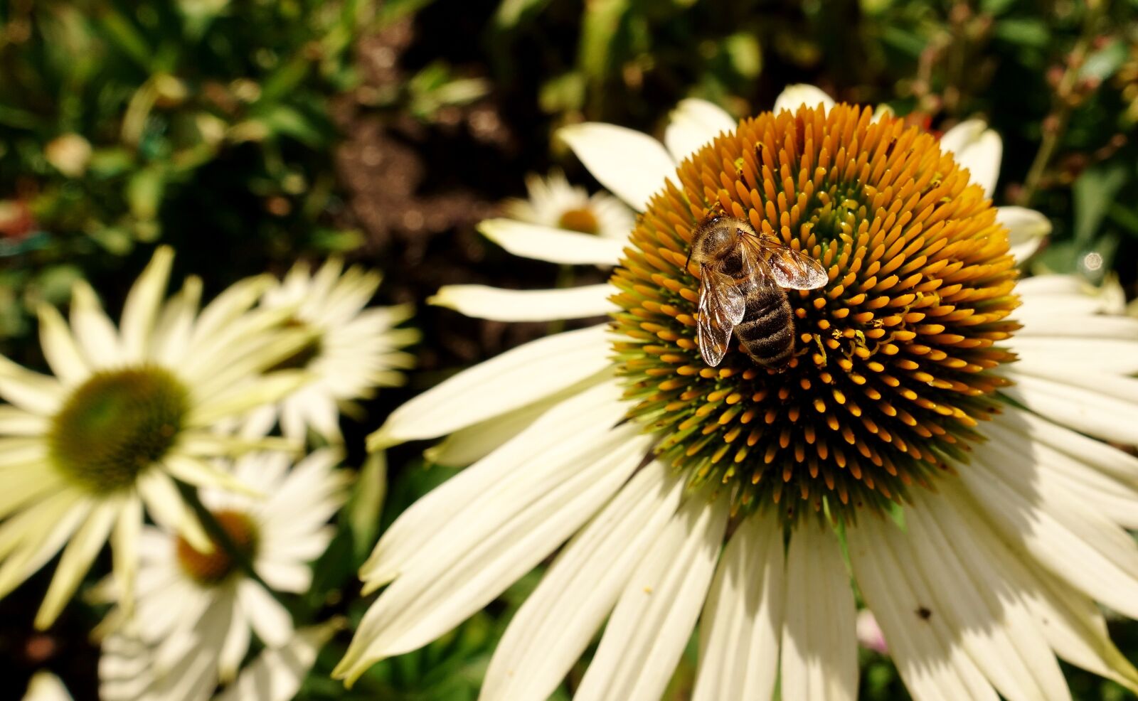 Sony DSC-RX100M5 sample photo. Flower, summer, bee photography