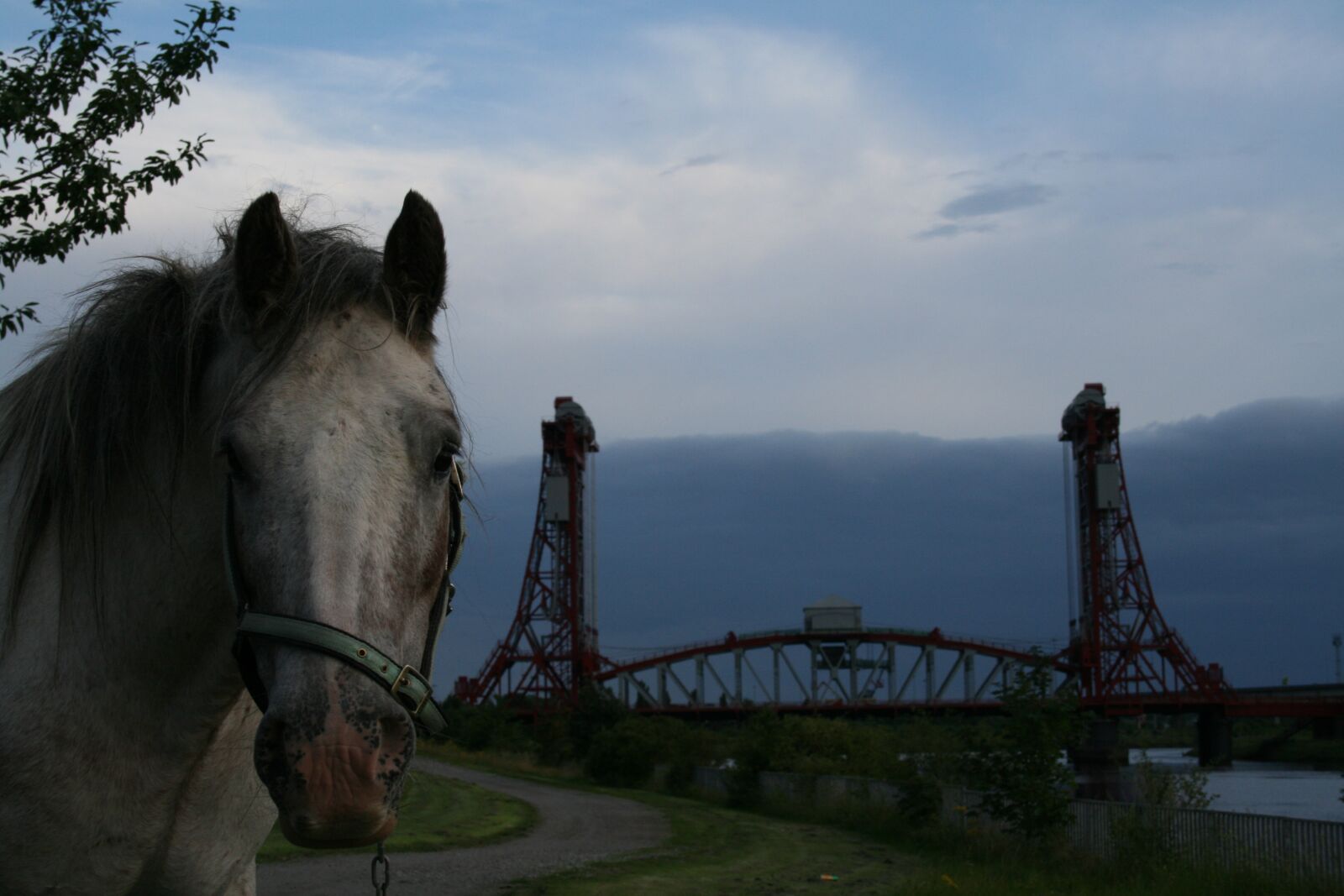 Canon EOS 400D (EOS Digital Rebel XTi / EOS Kiss Digital X) sample photo. Horse, horses, bridge photography