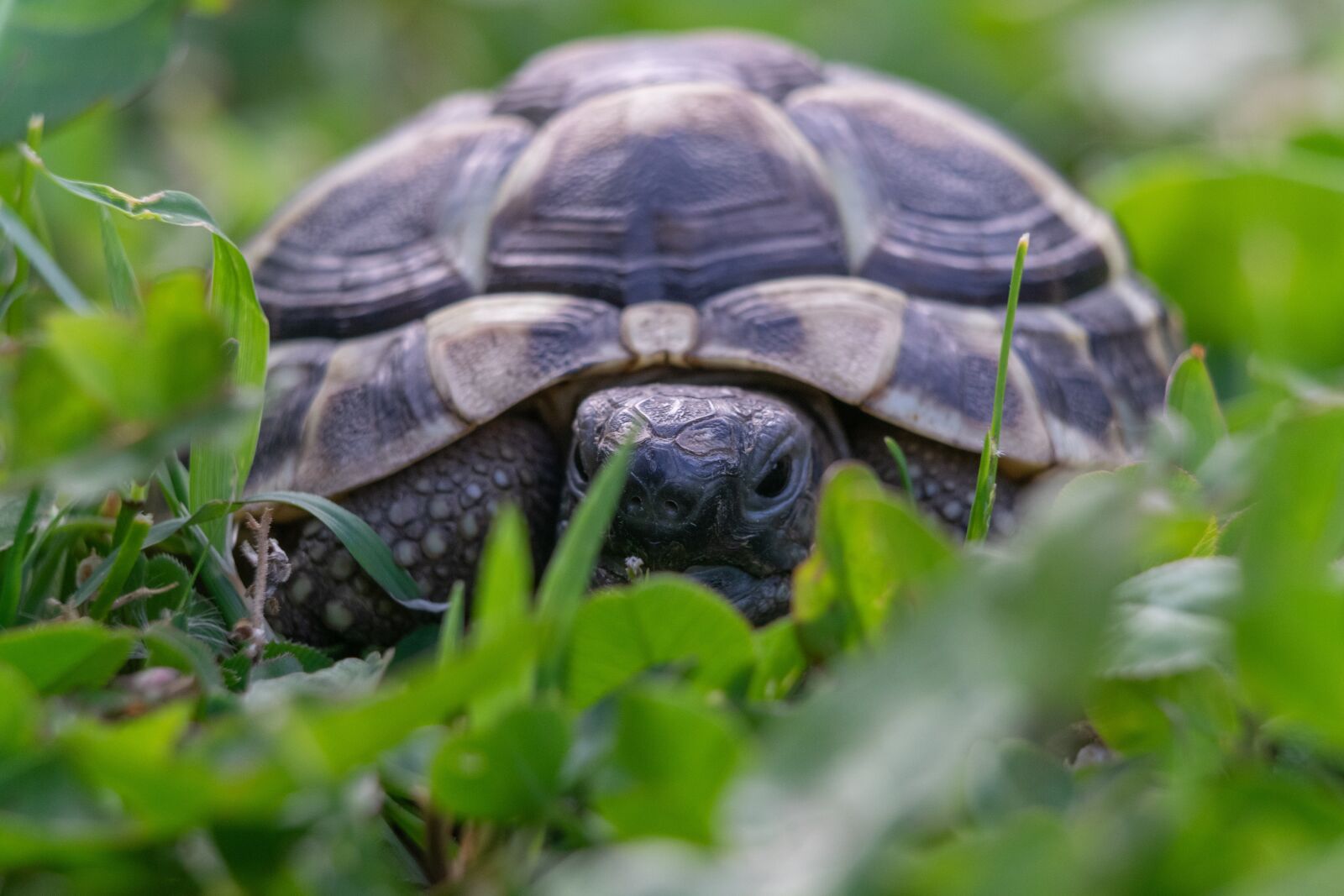 Nikon D3300 sample photo. Turtle, animal, armor photography