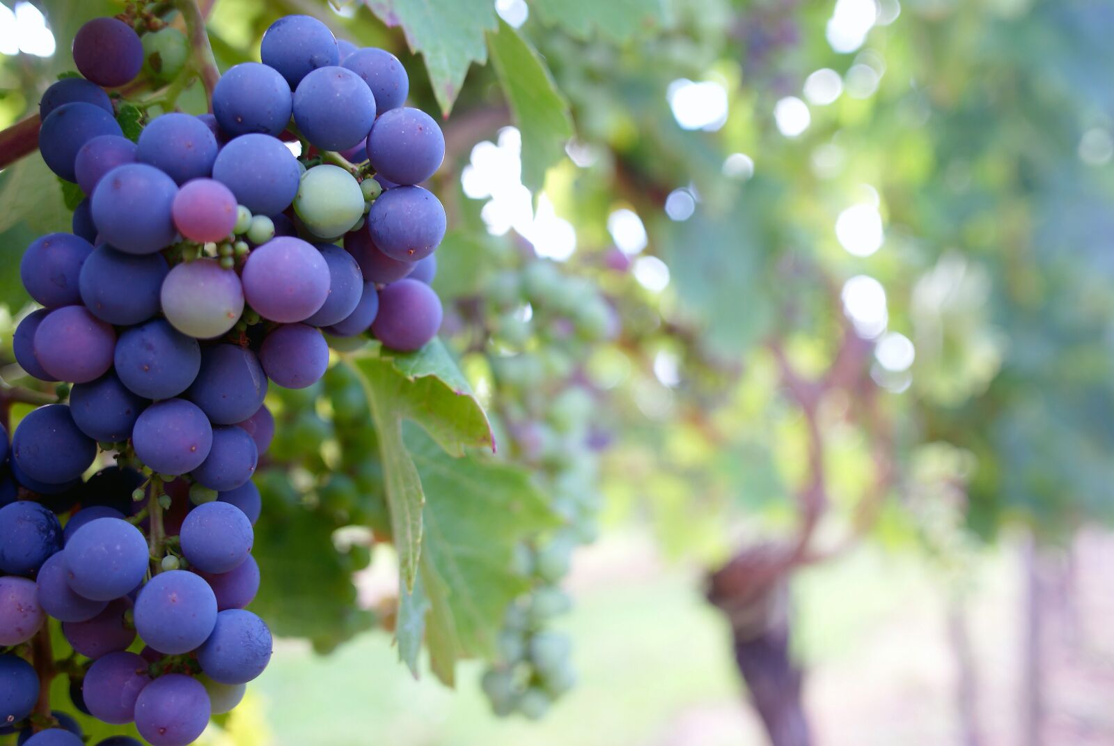 Sony Alpha DSLR-A200 sample photo. Great, grapes, purple photography