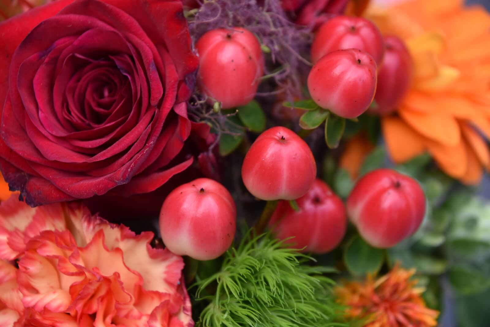Nikon D5600 sample photo. Flower, red, pink photography