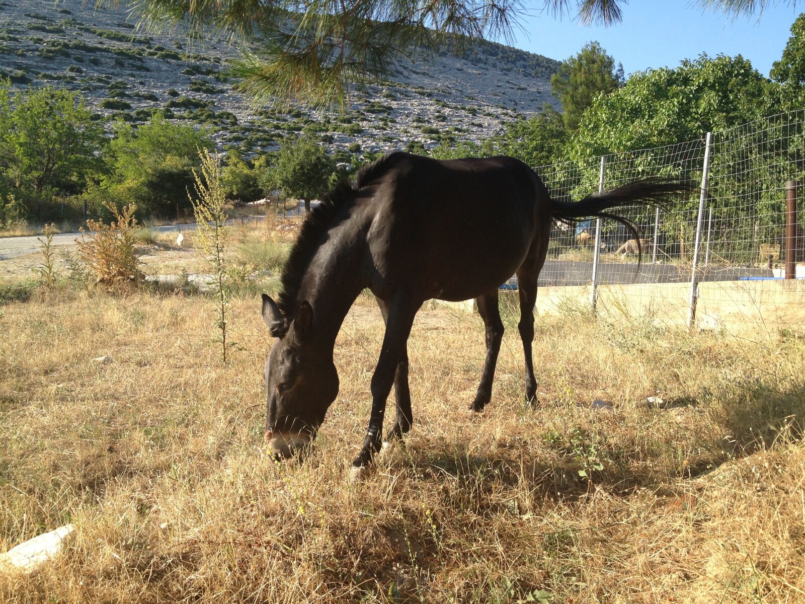 Apple iPhone 4S sample photo. Horse, animal, farm photography