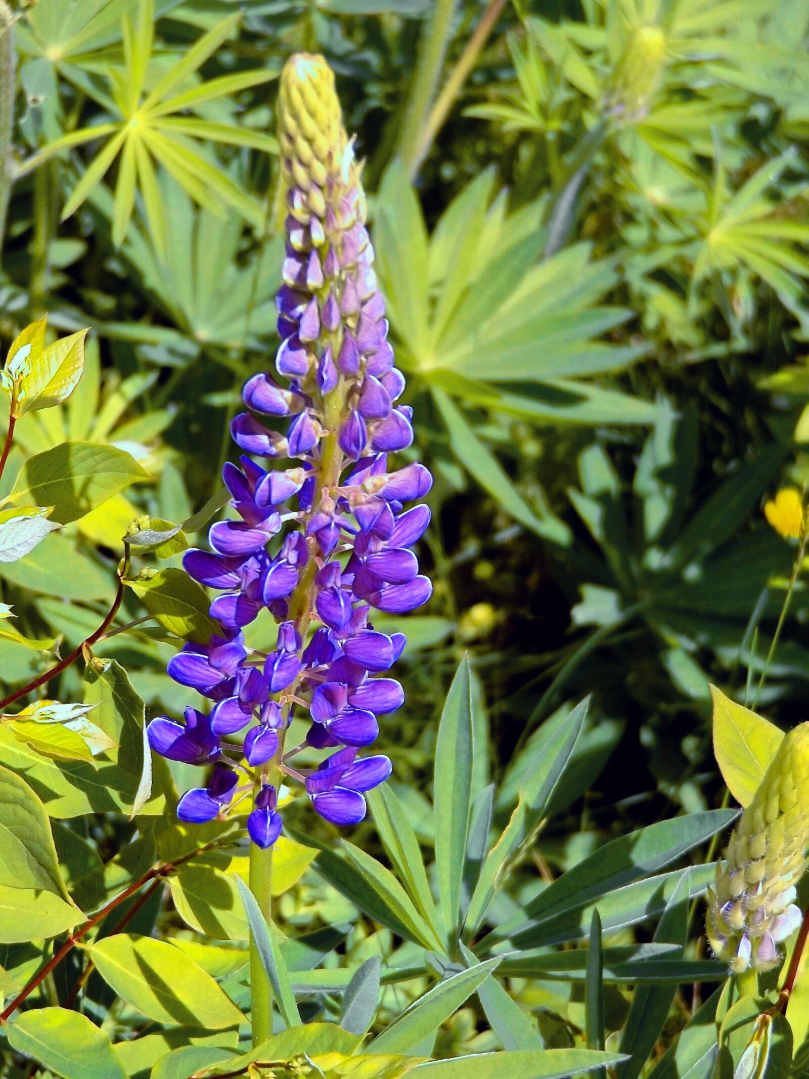 Fujifilm FinePix S8600 sample photo. Lupin, violet, summer photography