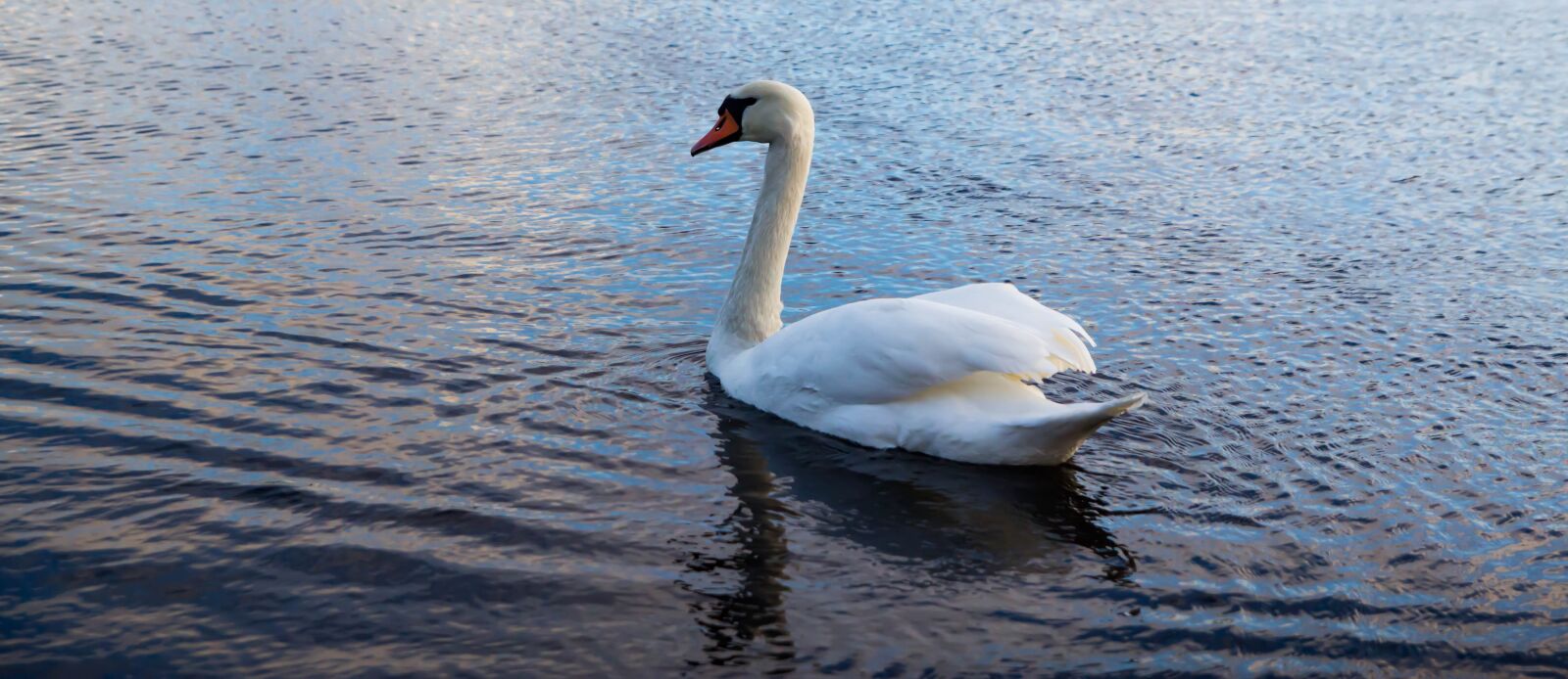 Tamron SP AF 17-50mm F2.8 XR Di II LD Aspherical (IF) sample photo. Nature, bird, swan photography