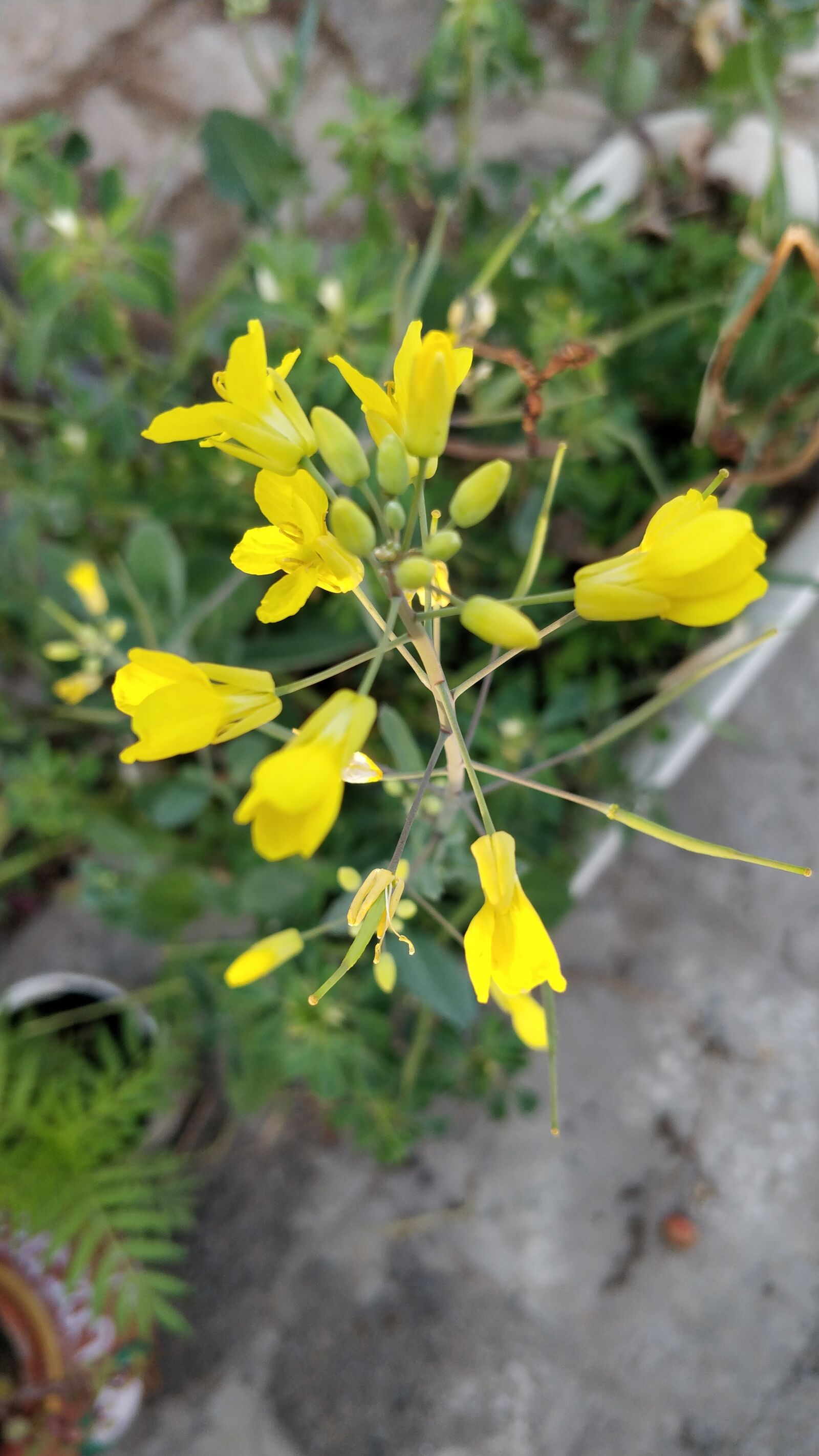 OnePlus 5 sample photo. Mustard flowers, yellow, bloom photography