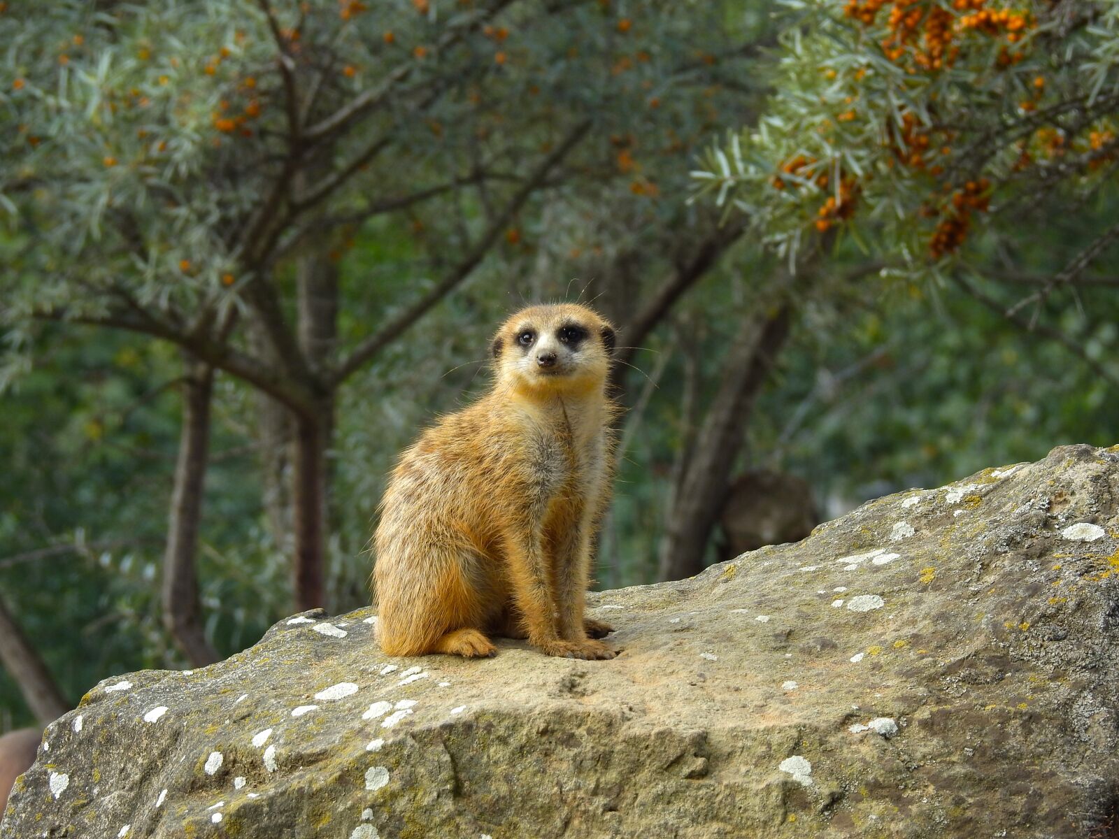 Nikon Coolpix P900 sample photo. Meerkat, animals, zoo photography