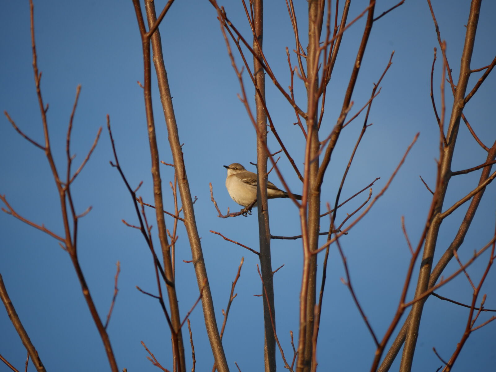 Panasonic Lumix DMC-G7 sample photo