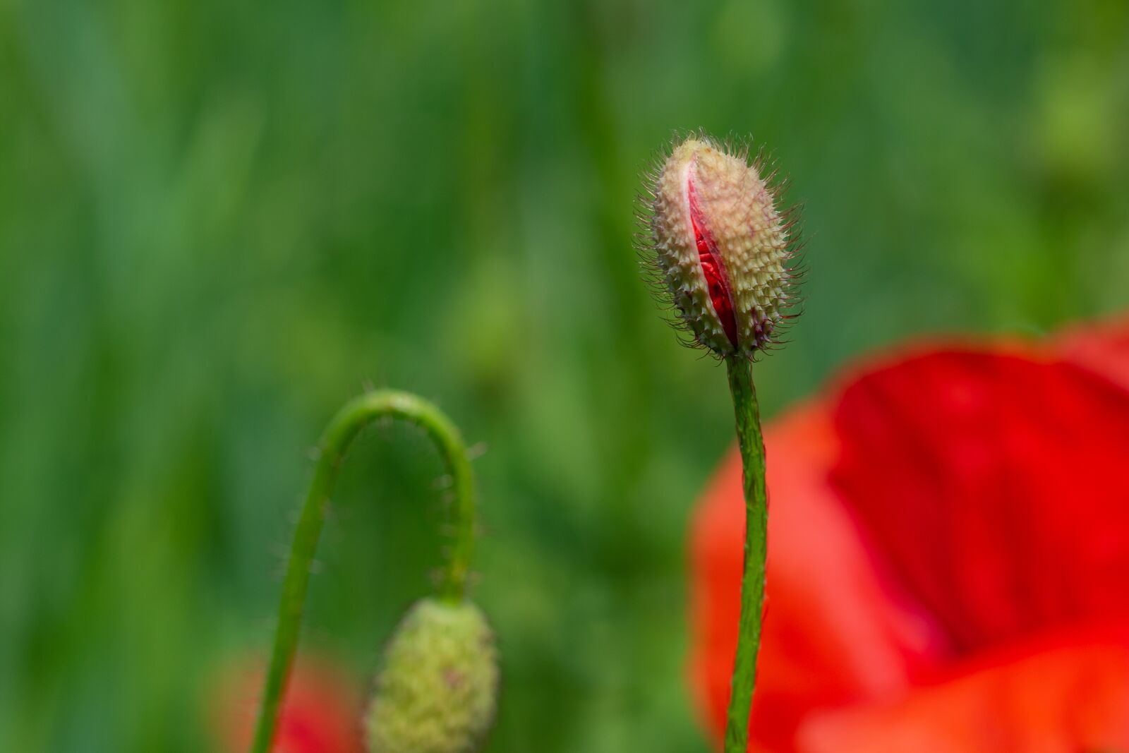 Canon EOS 7D Mark II sample photo. Poppy, klatschmohn, bud photography