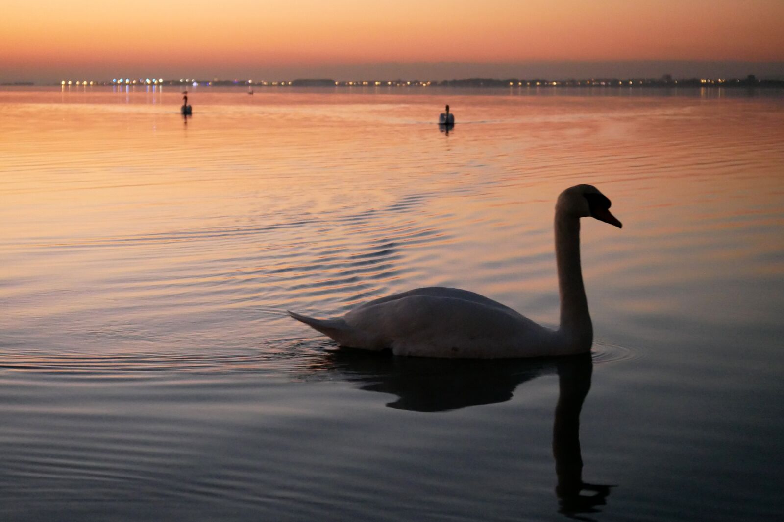 Panasonic Lumix DMC-GX85 (Lumix DMC-GX80 / Lumix DMC-GX7 Mark II) sample photo. Swan, pond, evening photography