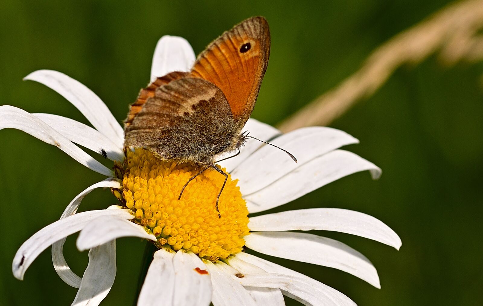 Nikon D5200 sample photo. Butterfly, little meadow birds photography