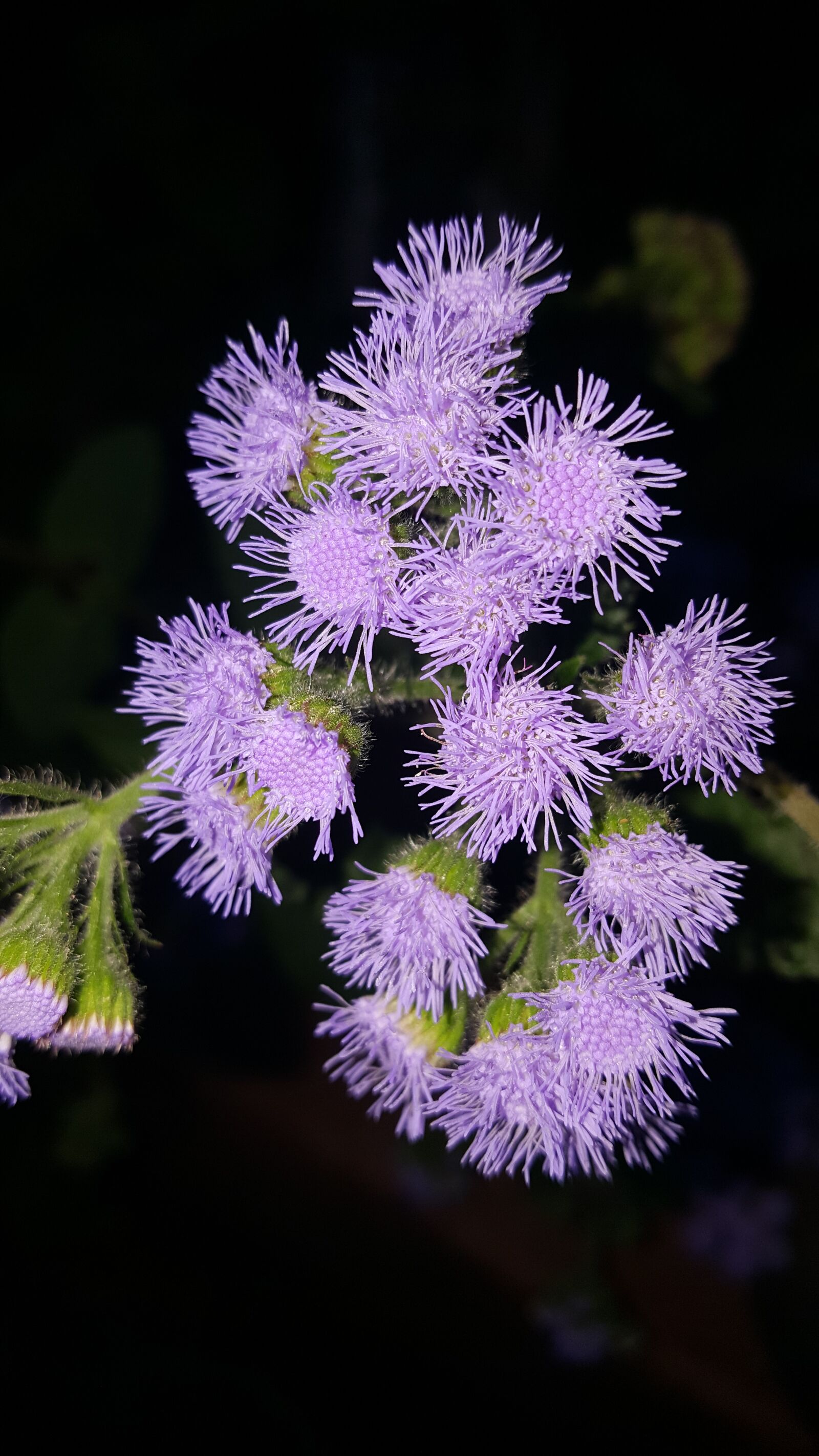 Samsung Galaxy Note5 sample photo. Purple, flowers, garden photography
