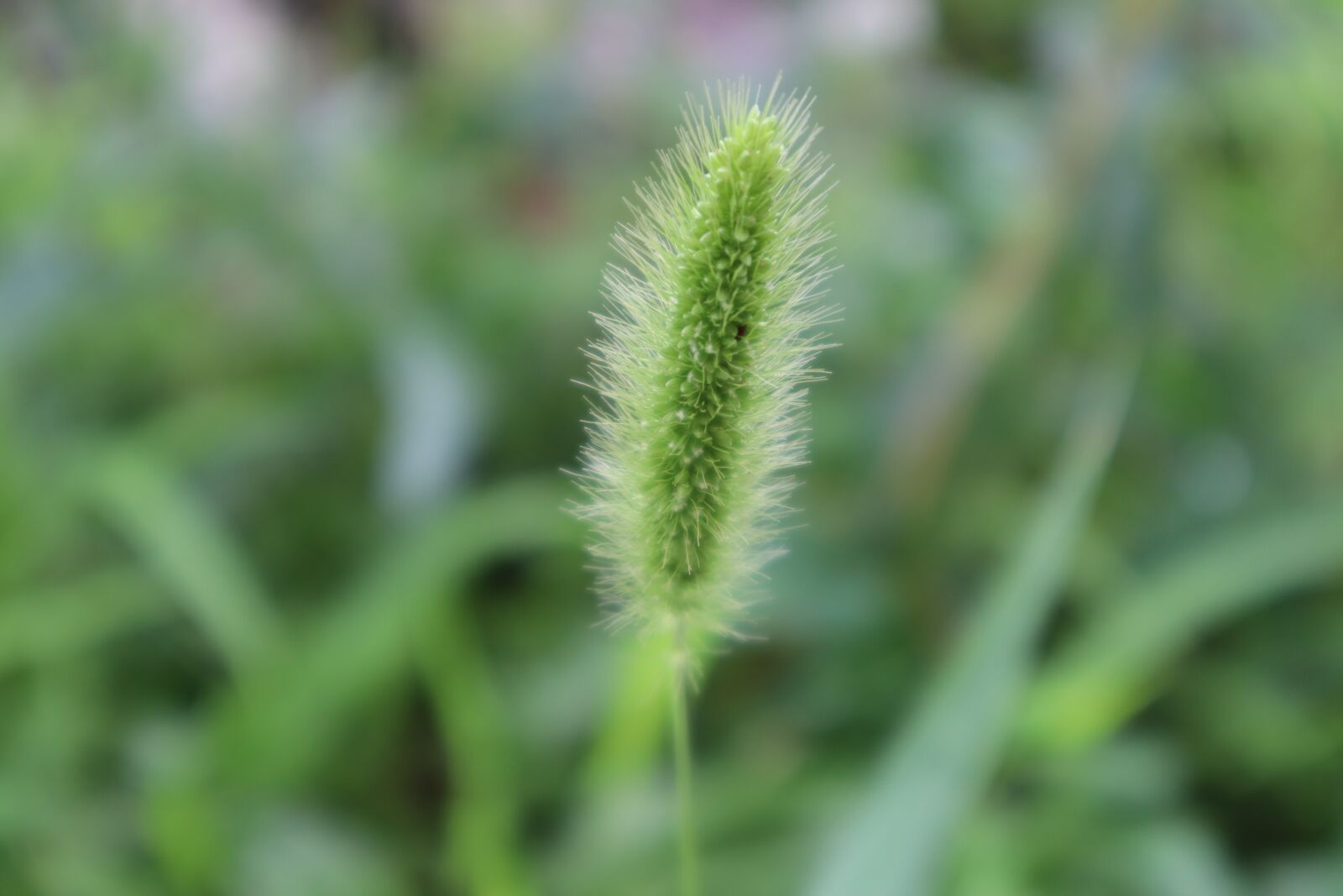 Canon EOS M50 (EOS Kiss M) sample photo. Plants, nature, flowers photography