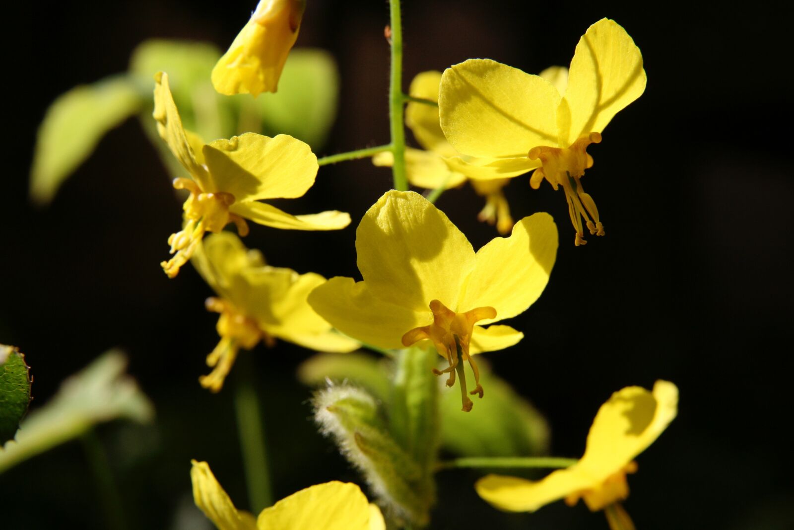 Canon EOS 400D (EOS Digital Rebel XTi / EOS Kiss Digital X) sample photo. Flowers, yellow, fairy flower photography